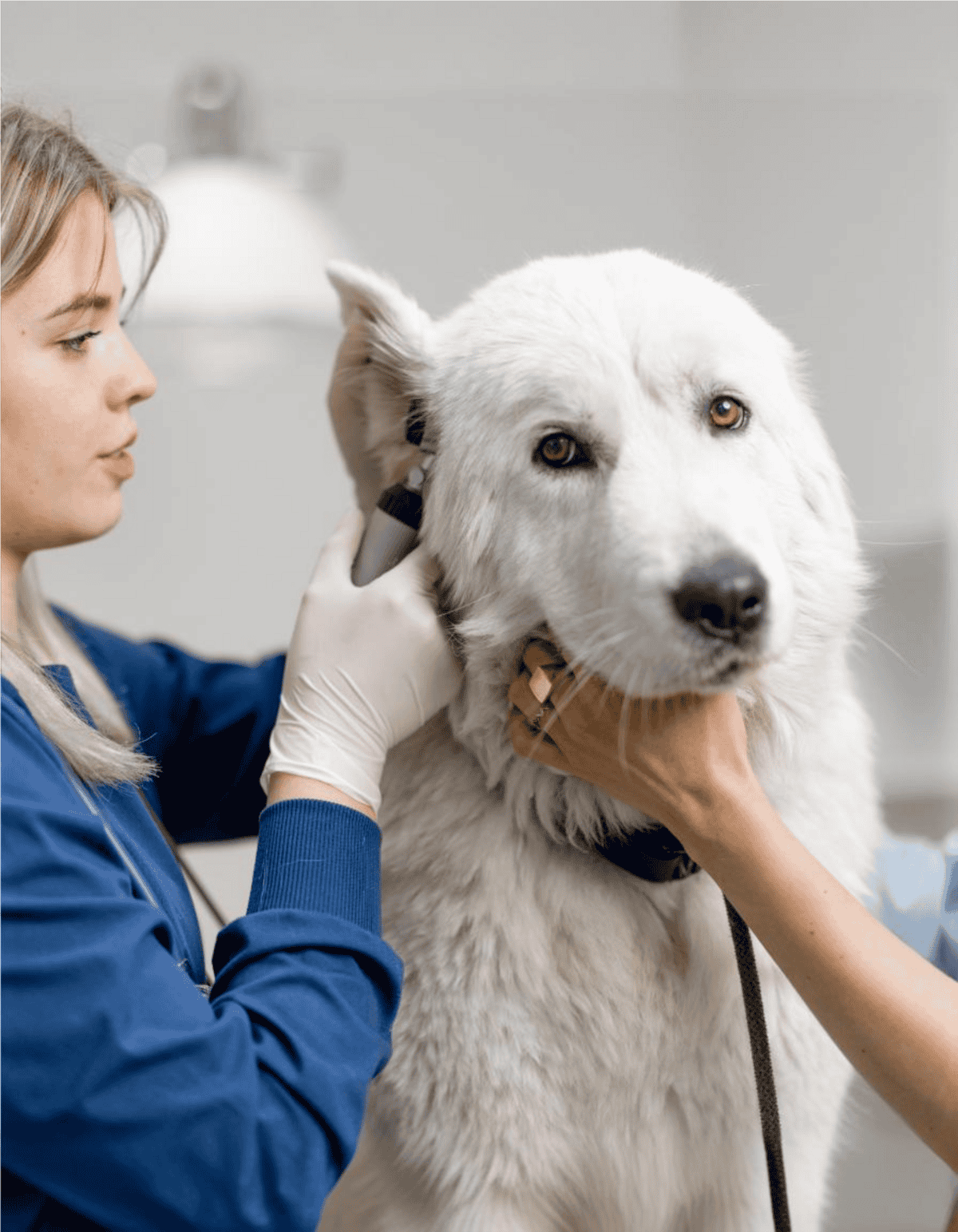 Dog health vet exam and grooming services photo.