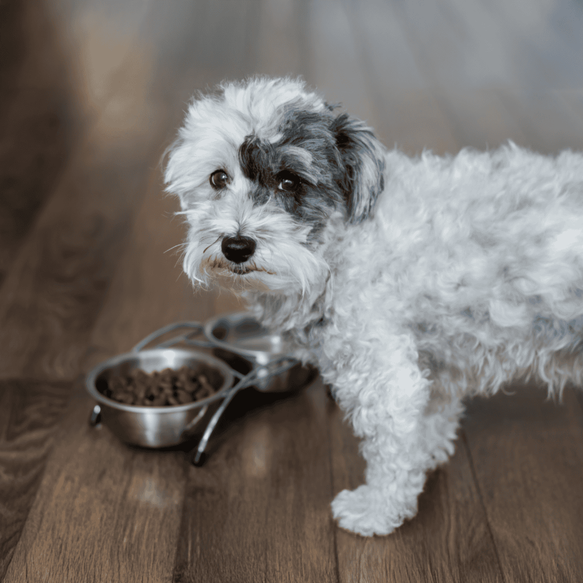 Adorable small curly-haired dog near food bowl for pets. Perfect for pet care and dog feed images.
