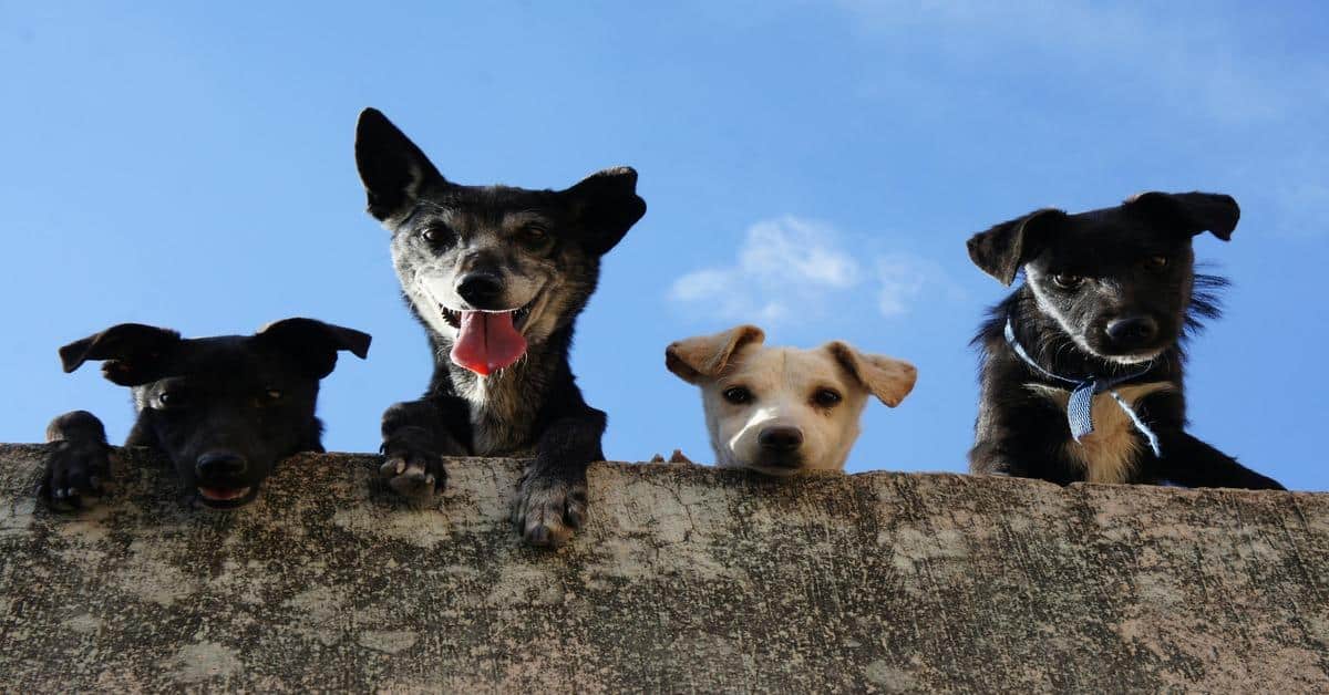 Adorable dogs peering over a fence, highlighting professional dog health and grooming services at Dogfix.com.