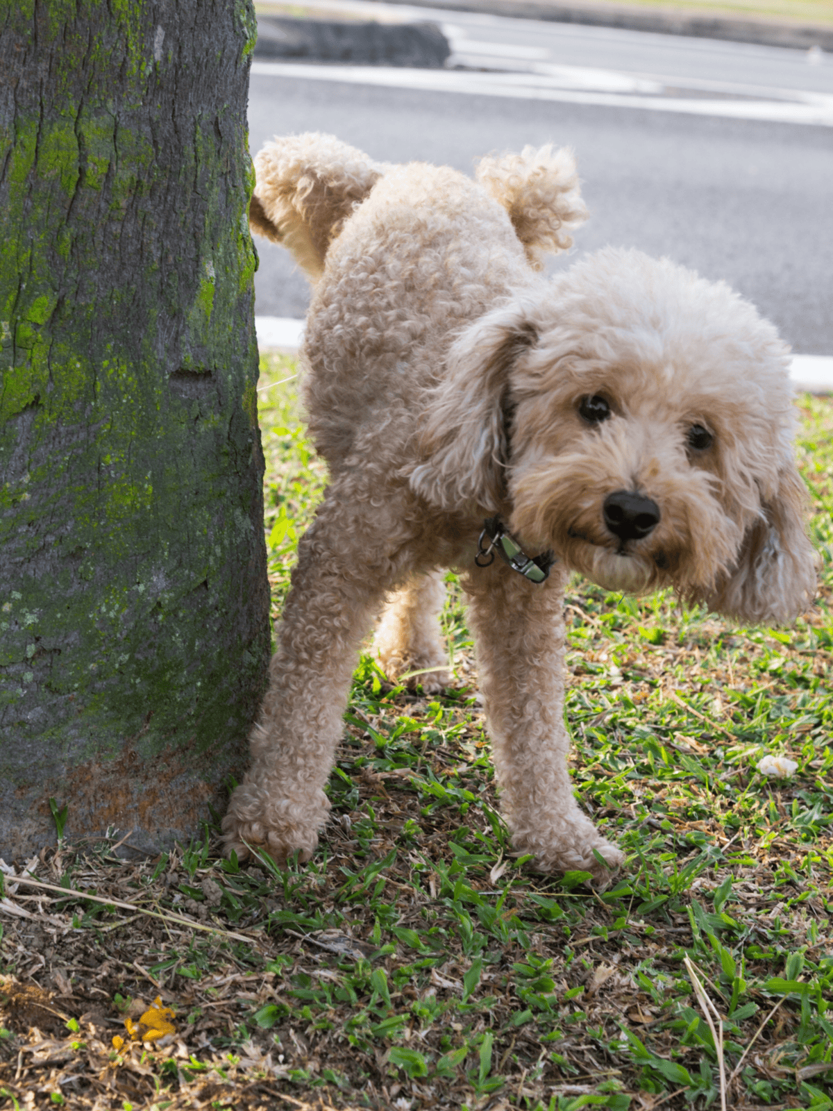 Dogfix.com - trusted dog grooming and care services for healthy, happy pets.