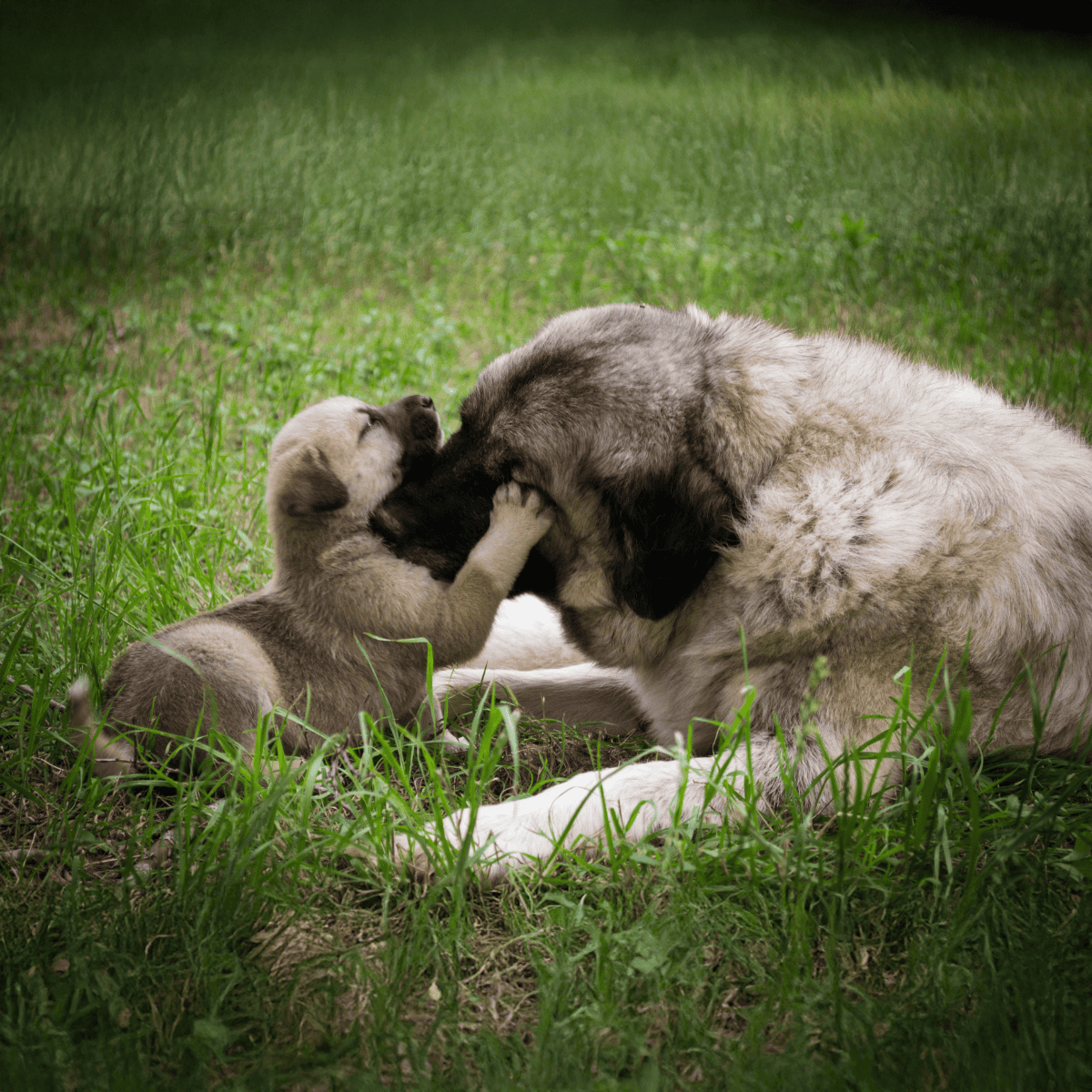 Friendly dog and puppy cuddling in a grassy outdoor setting.