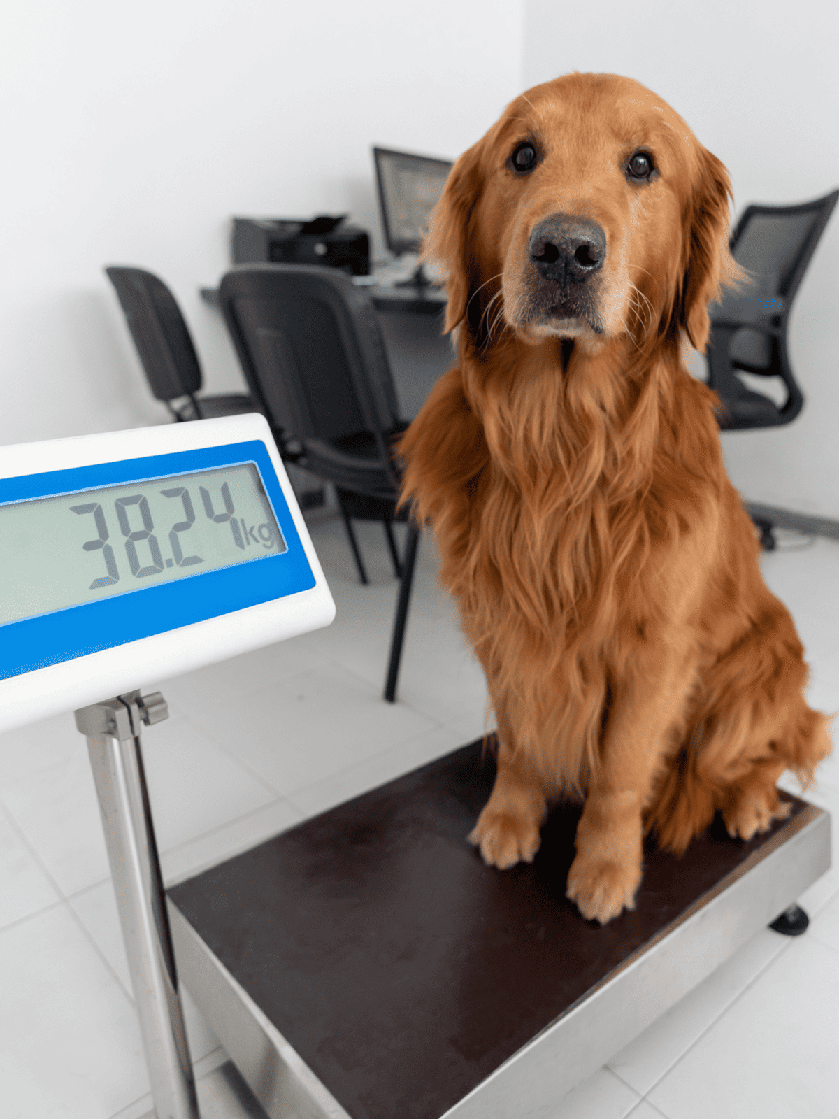 Dog weighs 38.2 kg on digital veterinary scale in an office setting.