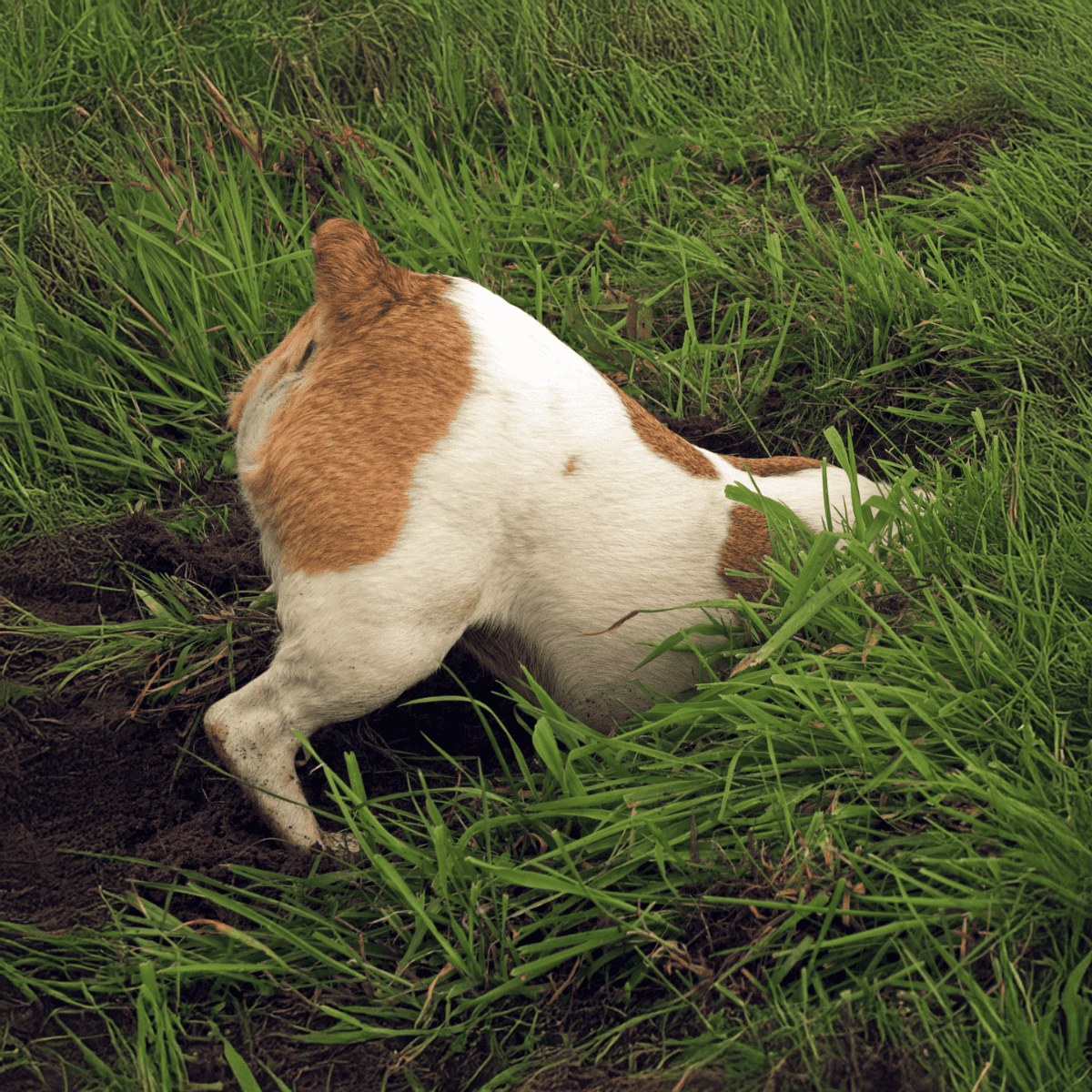A dog digging in lush green grass outdoors, showcasing playful behavior and love for digging activities.