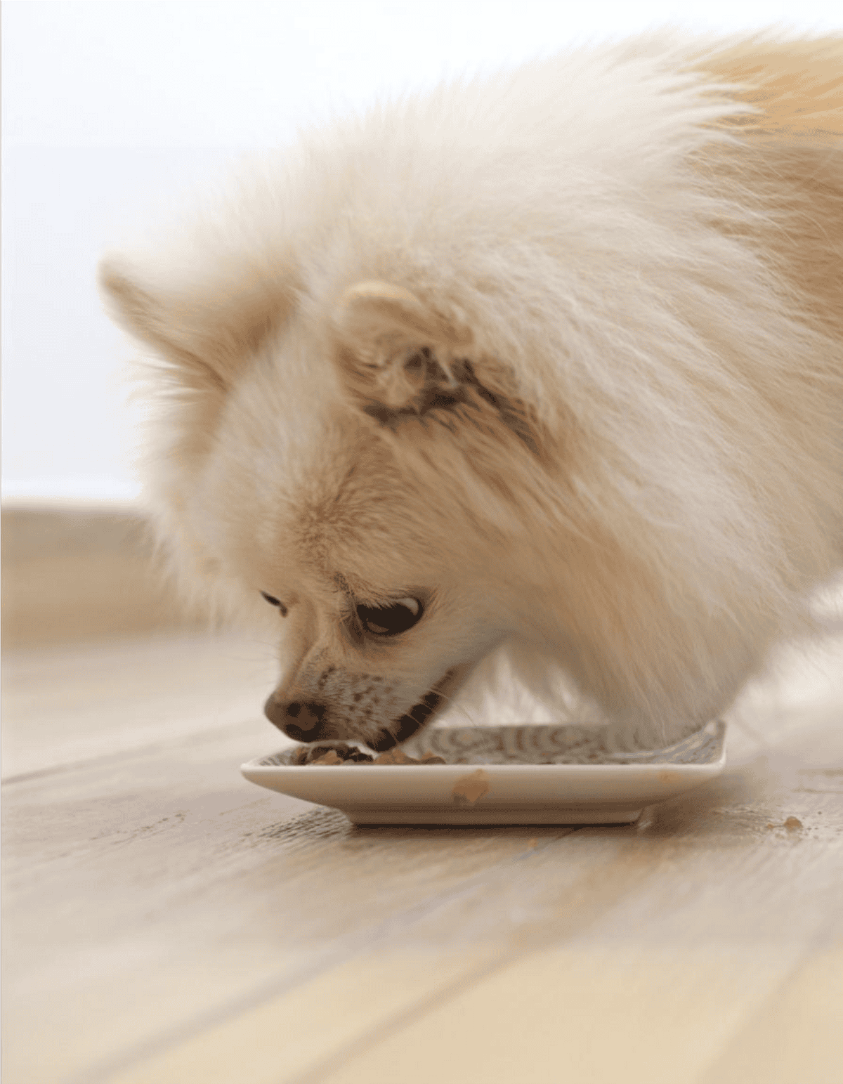 Cute Pomeranian dog enjoying a meal at home.
