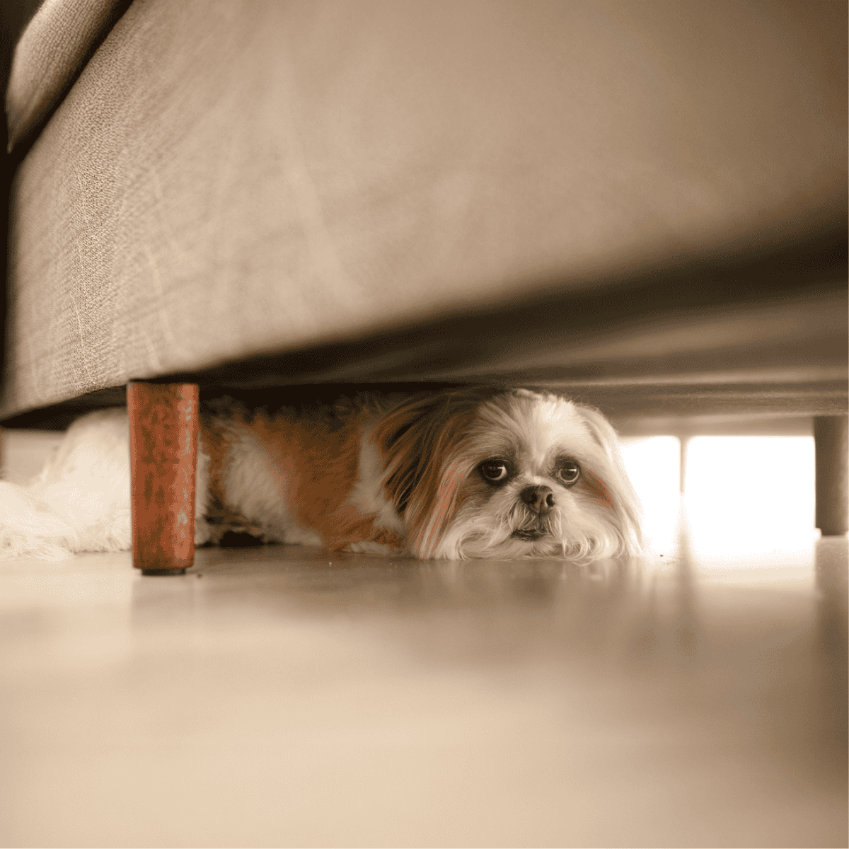 Cute dog peeking out from under a beige sofa, cozy and hiding on the floor.