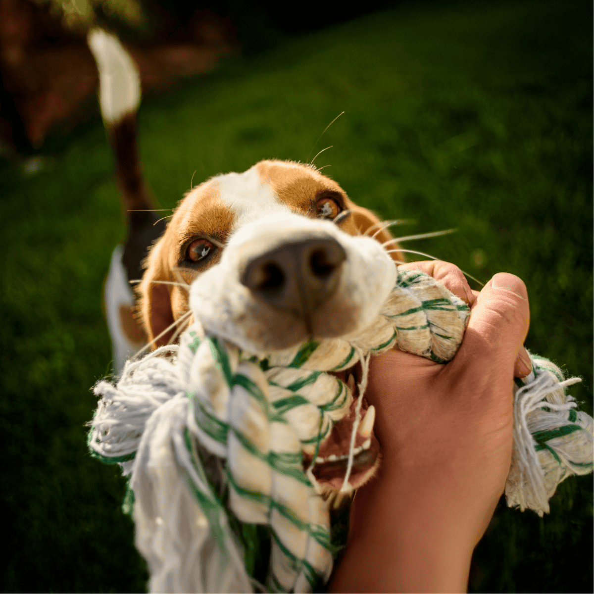 Close-up of a happy beagle puppy biting a rope toy, showcasing playful dog behavior during outdoor play.