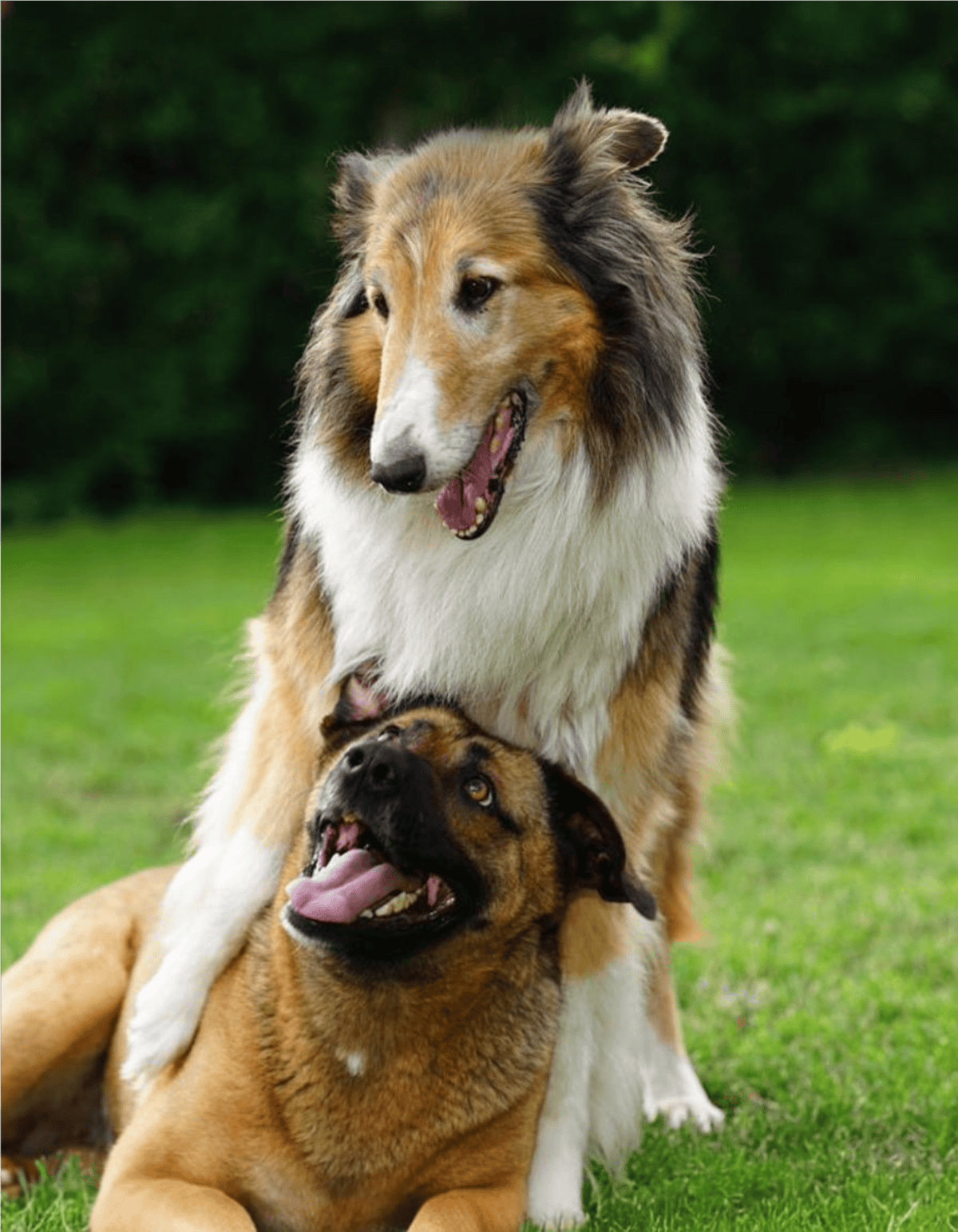Adorable energetic dogs playing outdoors, enjoying fresh air and companionship.