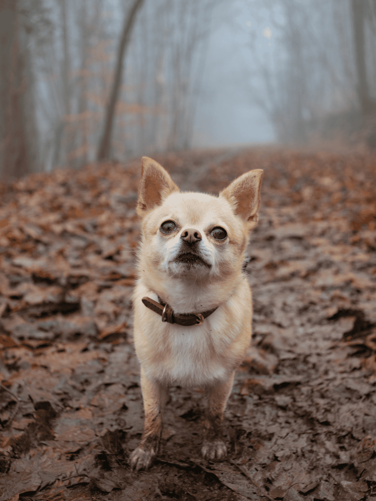 Dog in a forest during fall with colorful leaves and foggy atmosphere.