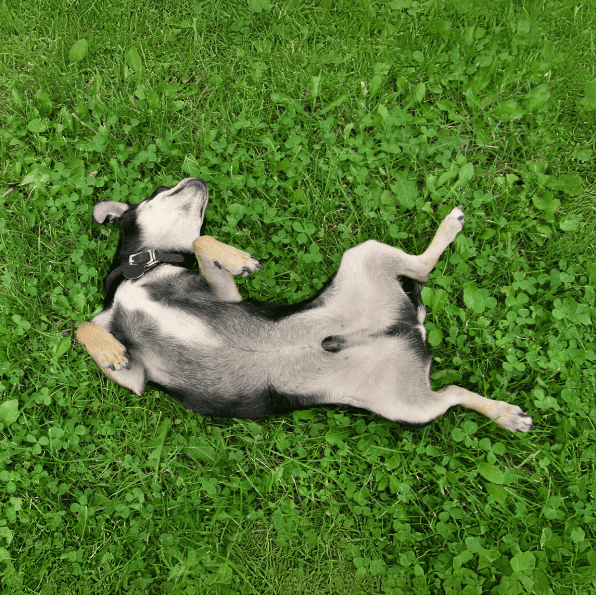 Adorable puppy lying on lush green grass, enjoying a restful moment outdoors. Perfect for dog lovers and pet care visuals.