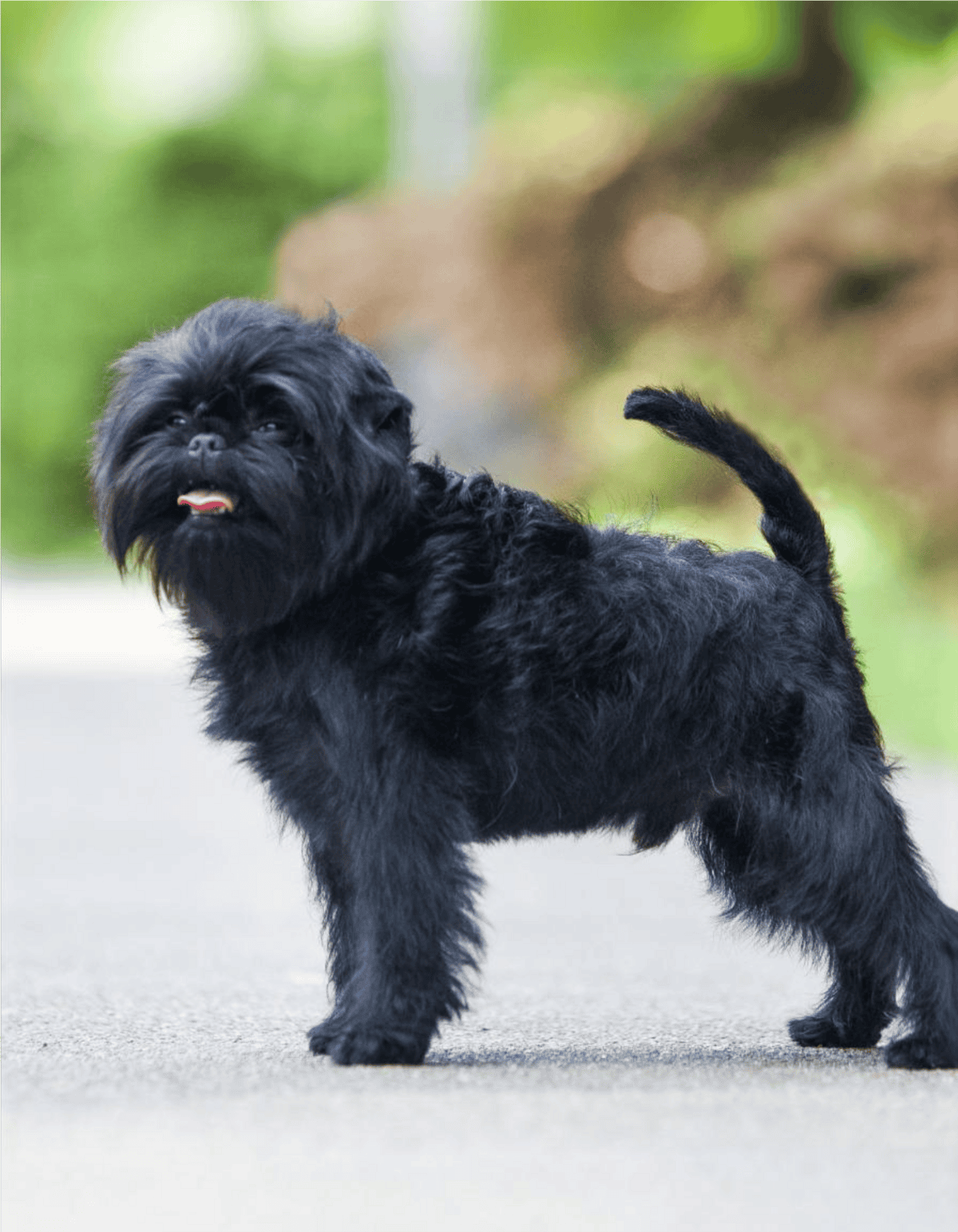 Adorable black puppy with a fluffy coat, standing on a pavement in a green park setting.