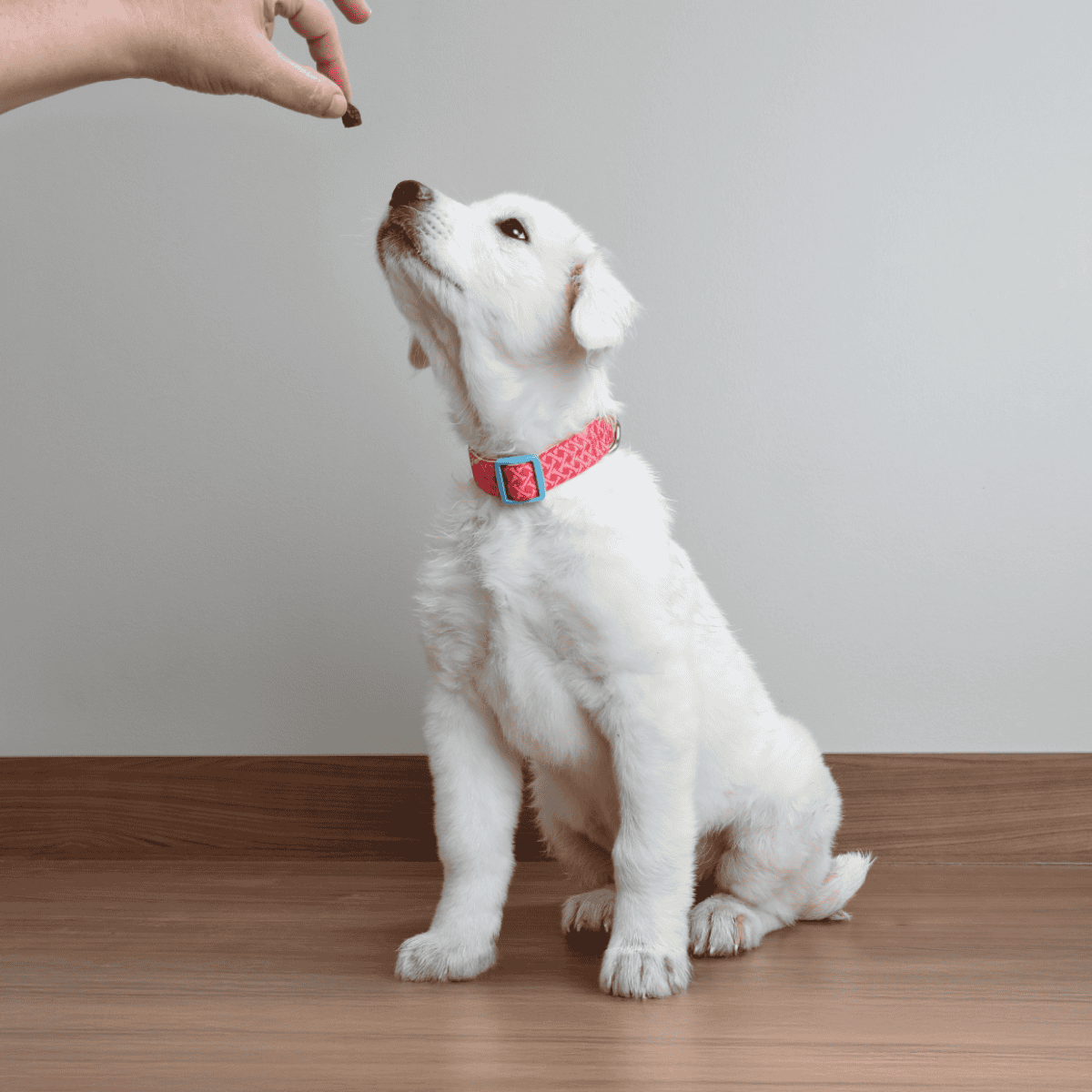 Cute white puppy eagerly receiving a treat.