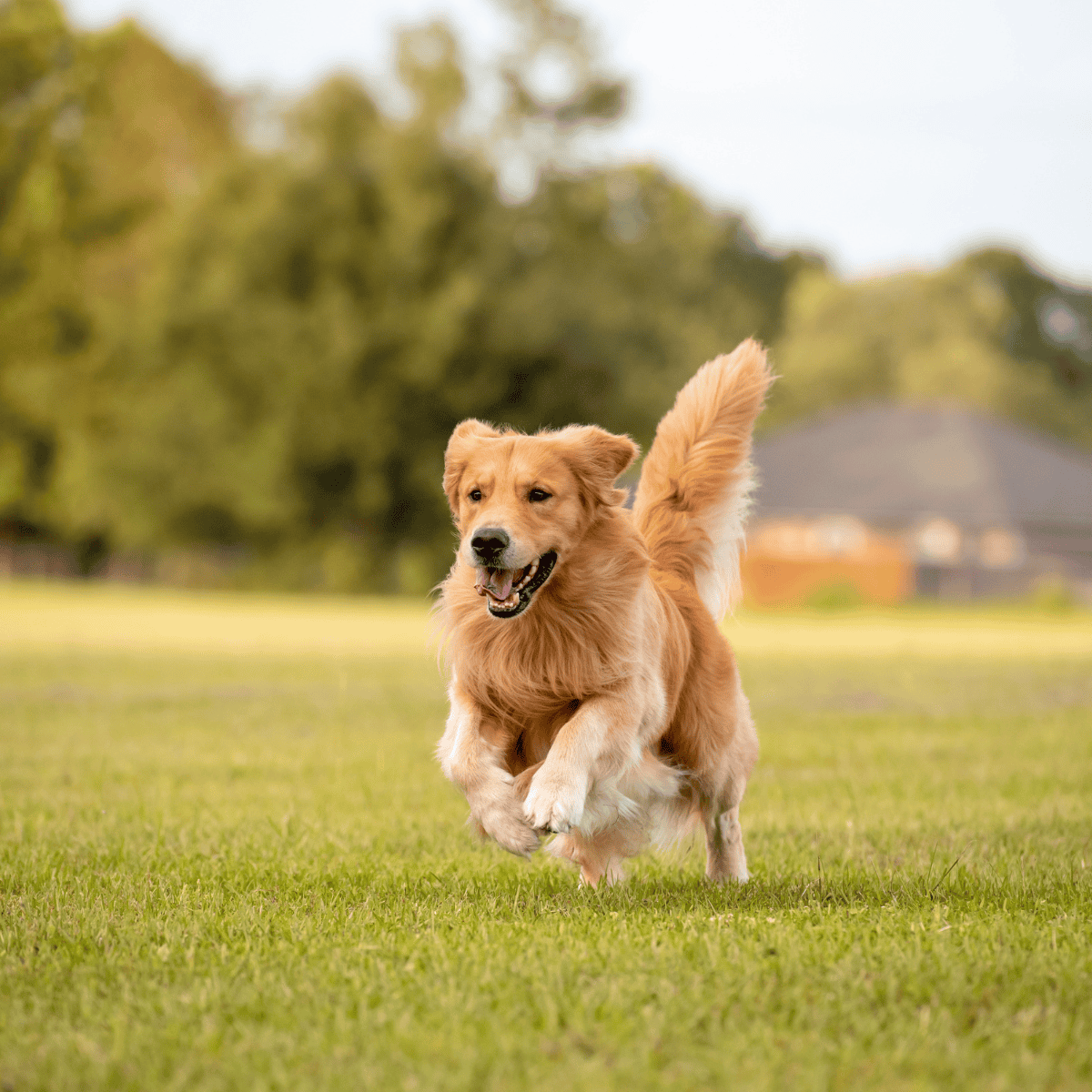 Happy golden retriever enjoying outdoor playtime on grass.