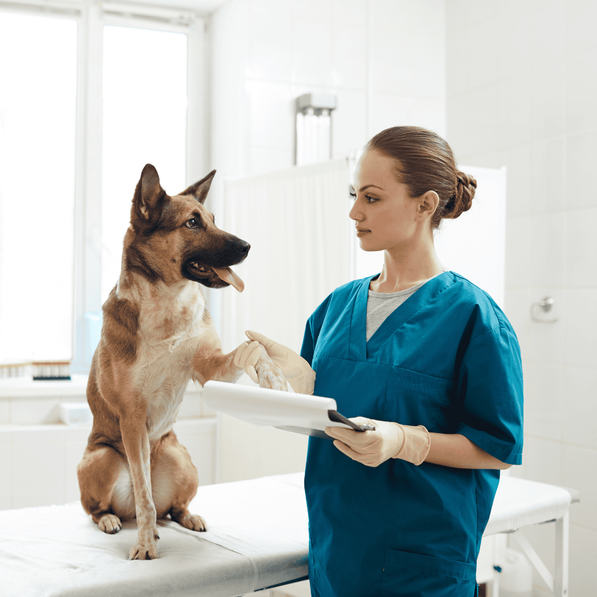 A veterinarian and dog during a veterinary check-up at the clinic.