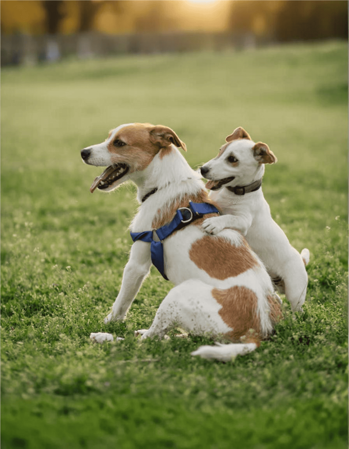 Adorable dogs playing in park, perfect for dog training tips and pet care.