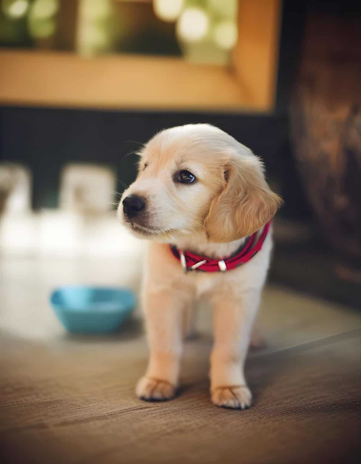 Cute Golden Retriever puppy with soft golden fur wearing a red collar indoors.