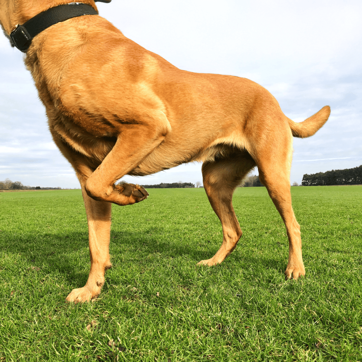 Dog standing on lush green grass in wide open field with cloudy sky.
