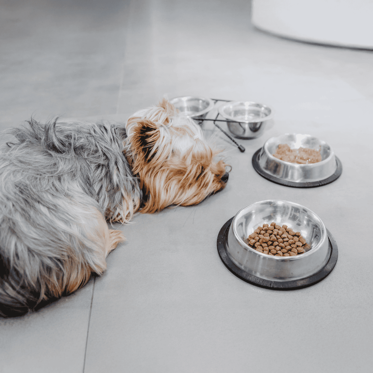 Dog lying down near stainless steel food bowls with kibble and wet food.
