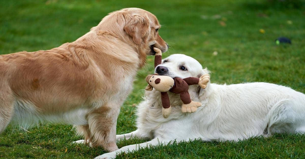 Golden Retriever and Labrador playing with a plush toy on green grass.