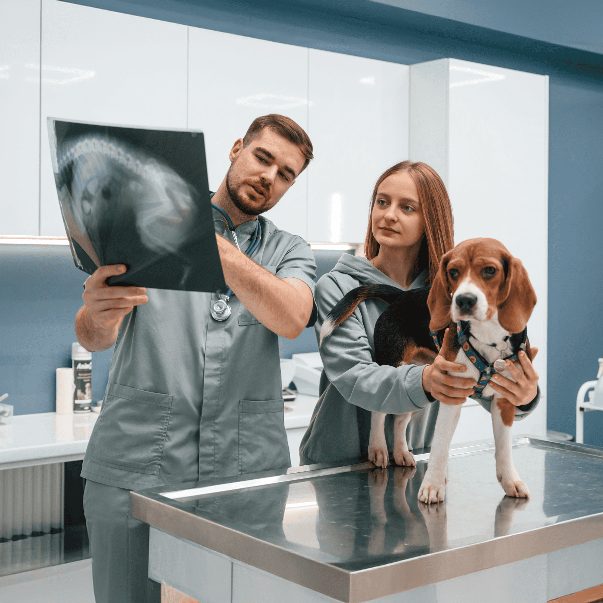 Detailed veterinary X-ray examination for healthy dogs.