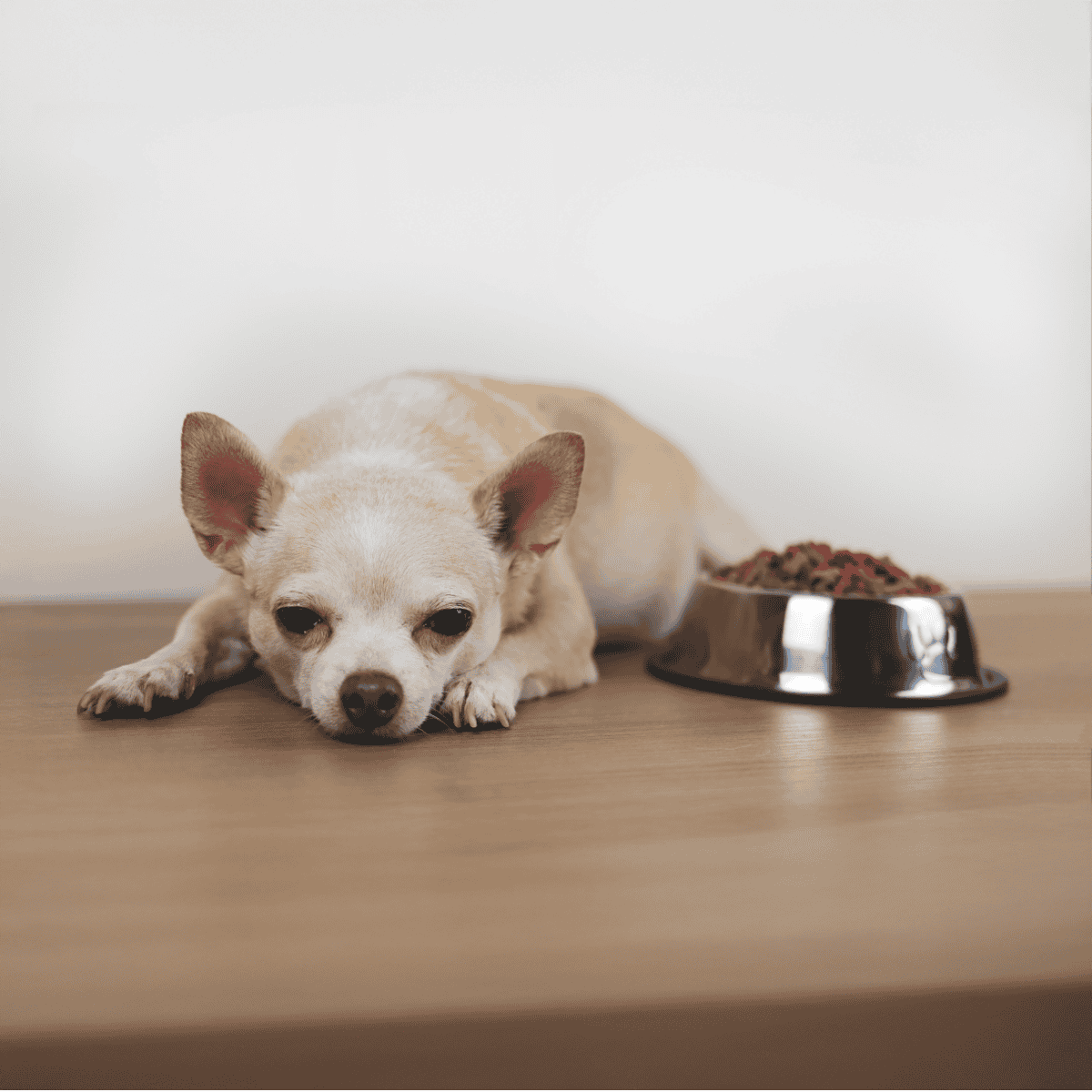 Small dog resting beside food bowl, looking tired.