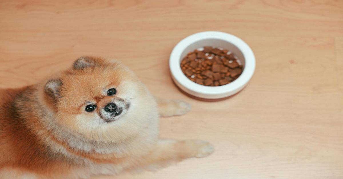 Cute Pomeranian puppy with food bowl of dry dog food.