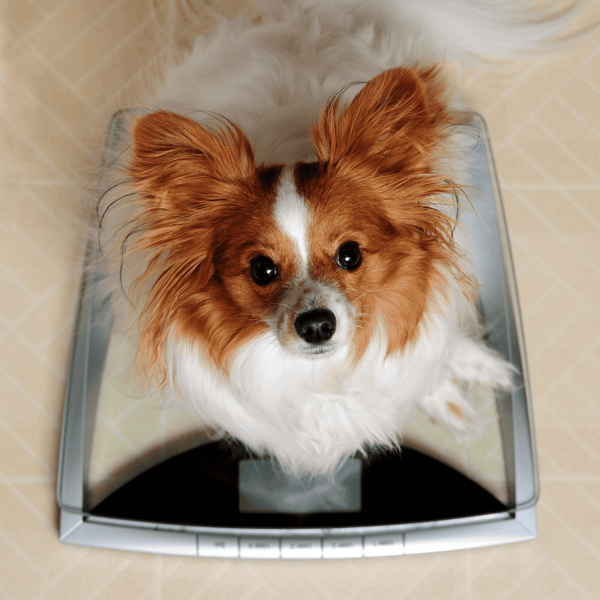 Cute small dog on digital weighing scale for pet health monitor.