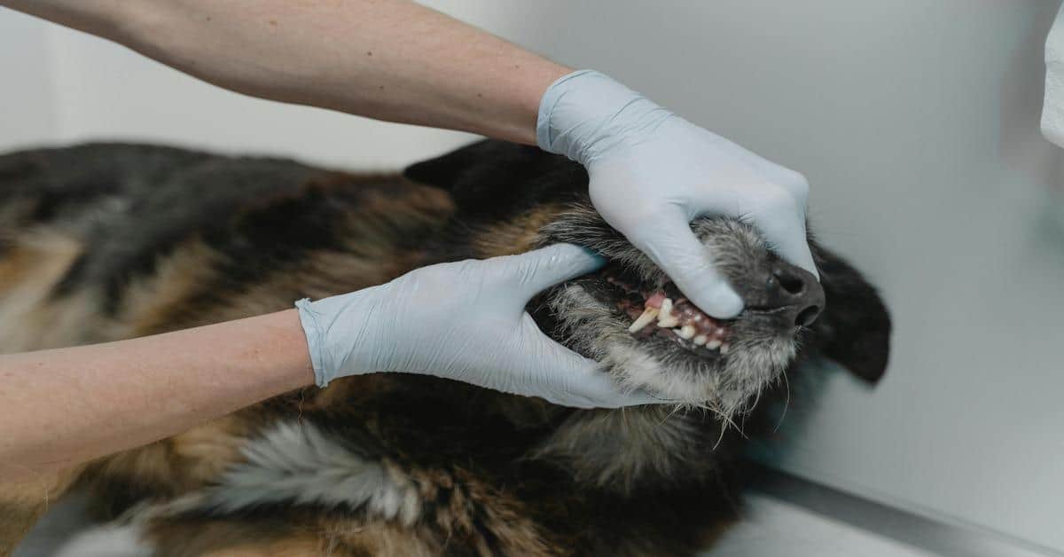 Close-up of a veterinarian inspecting a dog's teeth for dental health checkup.