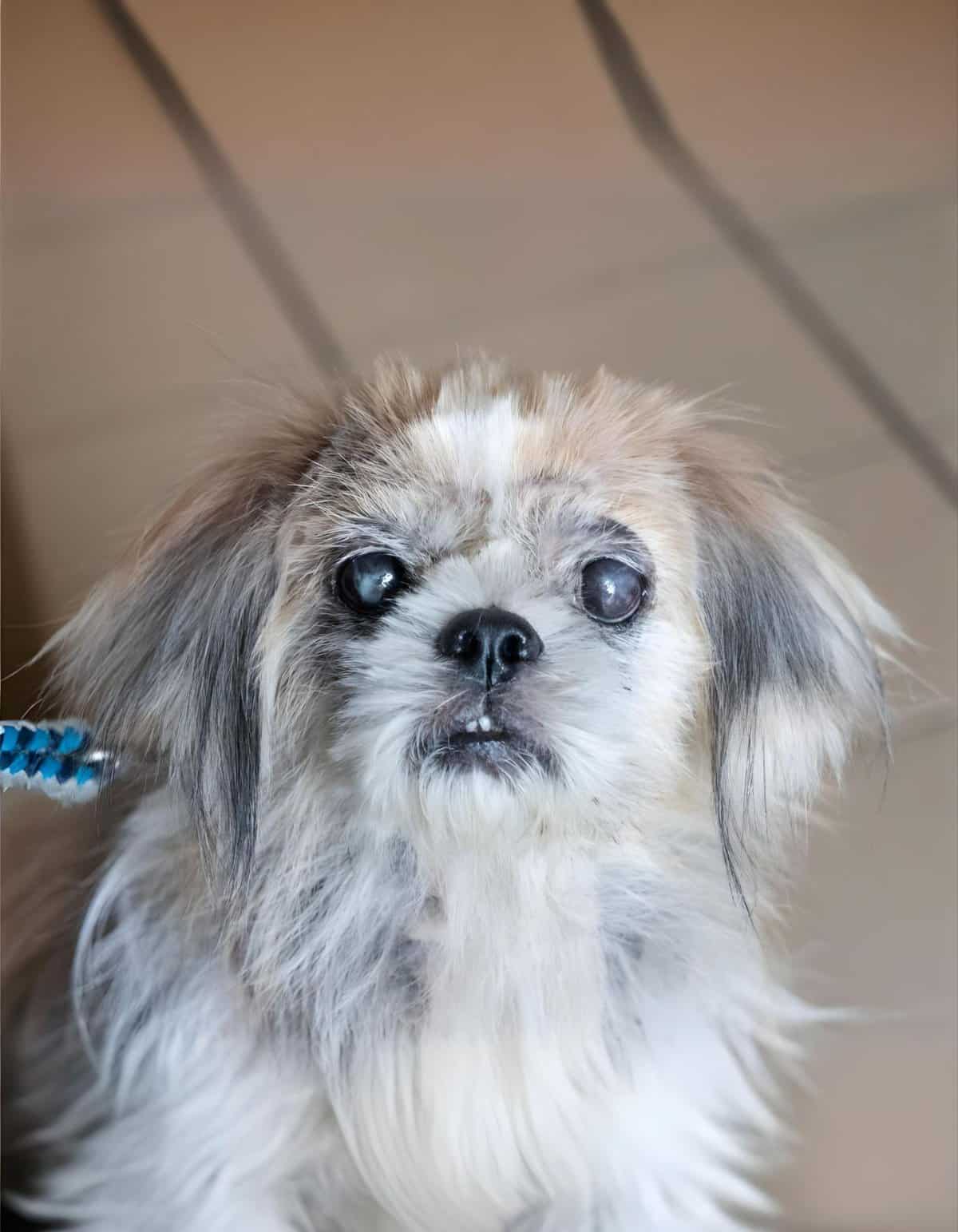 Cute dog with cloudy eyes, showing the importance of pet health and veterinary care.