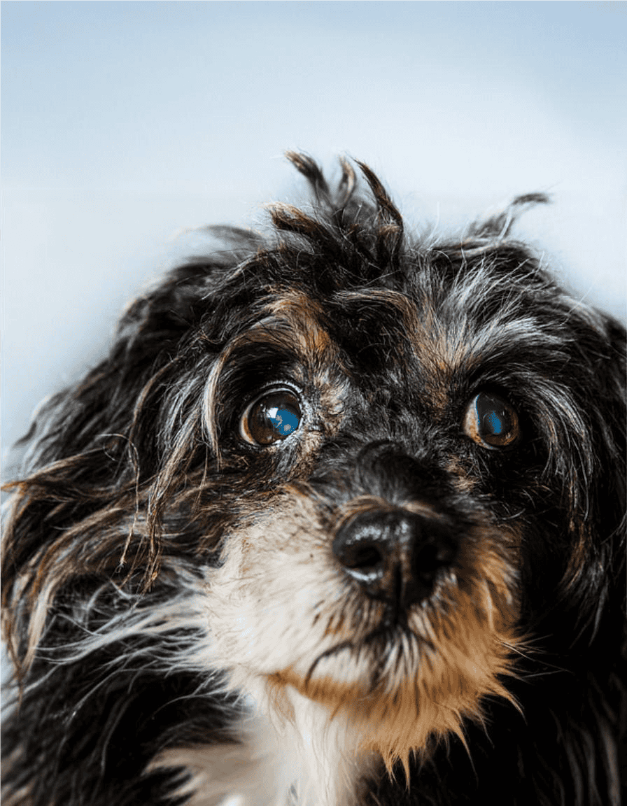 Cute dog looking at camera.