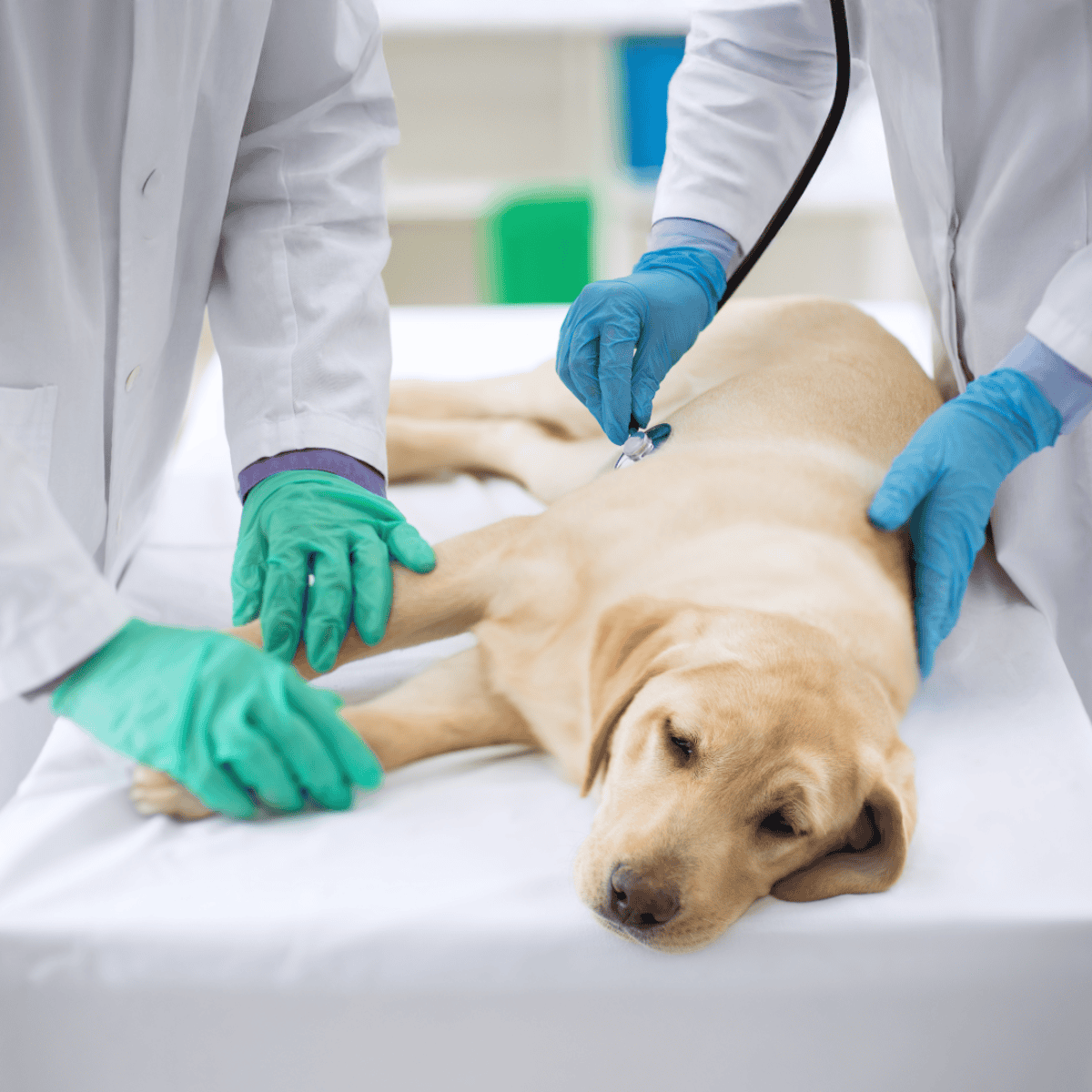 Vet examining a sleeping dog with a stethoscope, veterinary clinic scene.