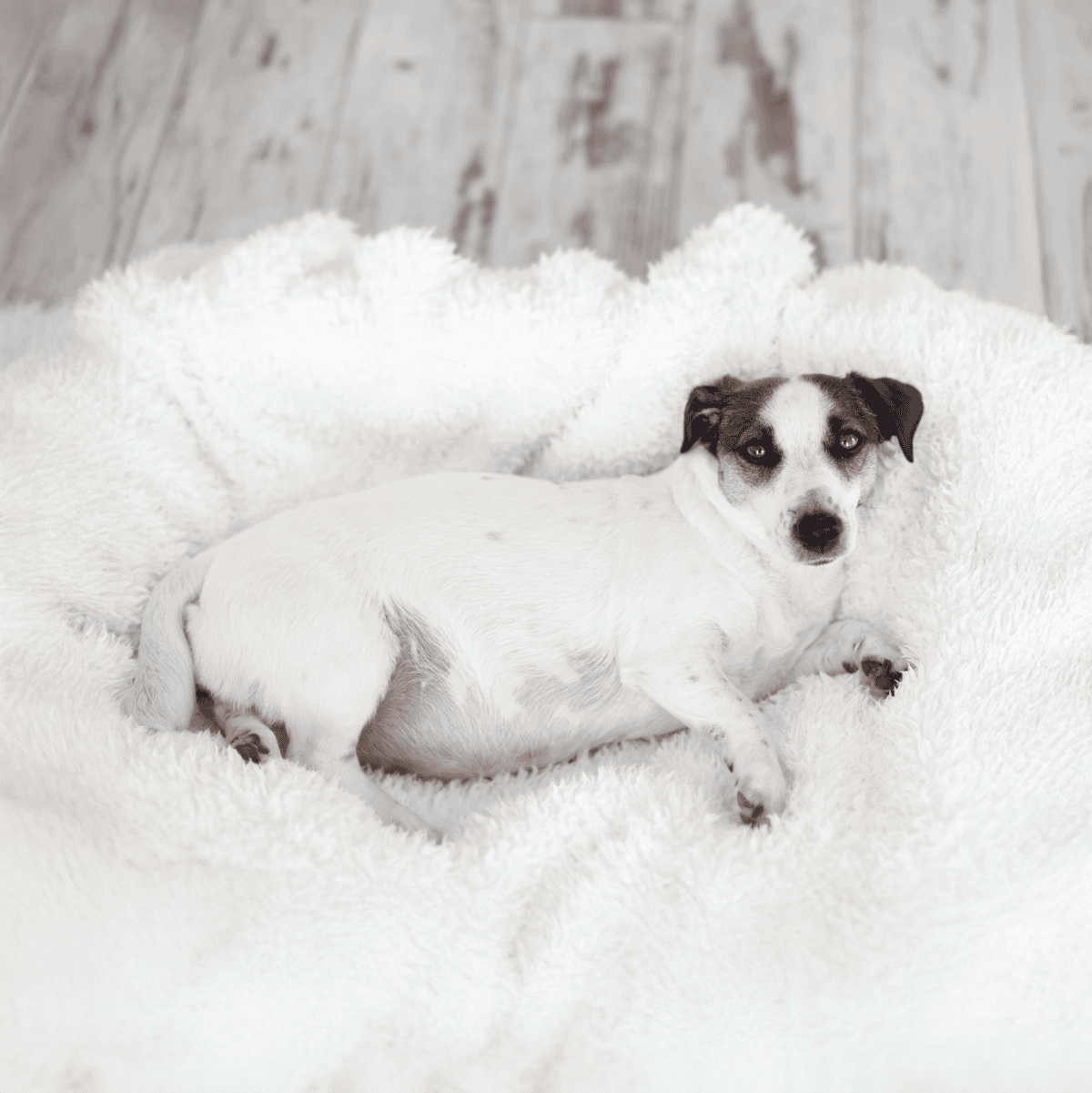 Adorable puppy relaxing on soft fleece bed, perfect for comfort and rest.