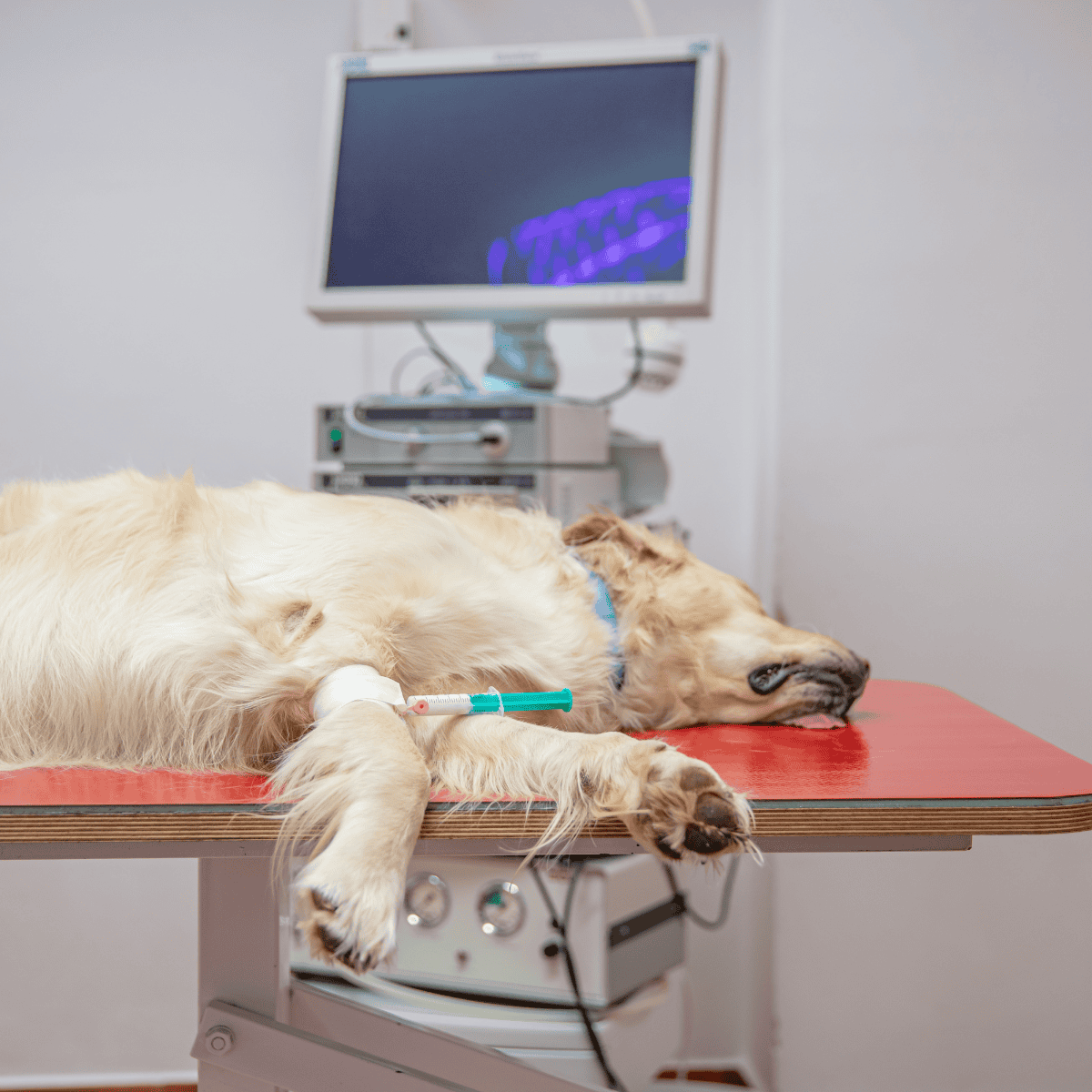 A golden retriever receives medical treatment at the veterinary clinic, lying calmly on the examination table with IV therapy.