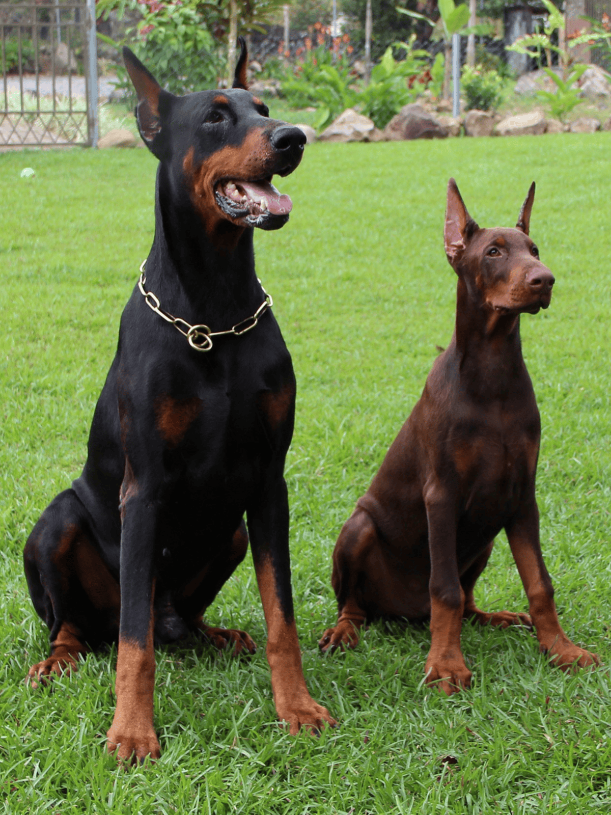 German and Doberman dogs sitting in a yard.