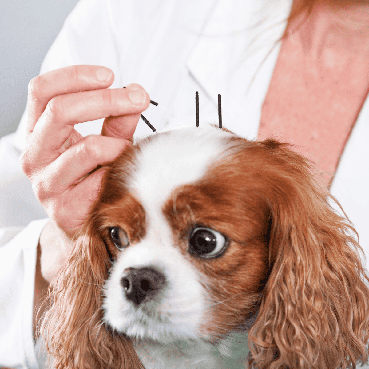 Acupuncture treatment for dog health, veterinary care, holistic pet healing, wellness service.