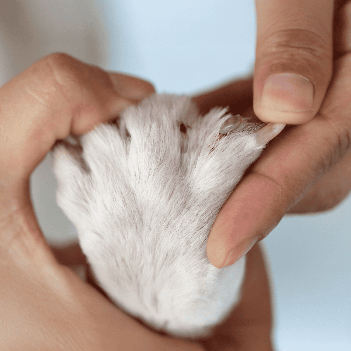 Close-up of caring hands holding a guinea pig's ear for hygiene.