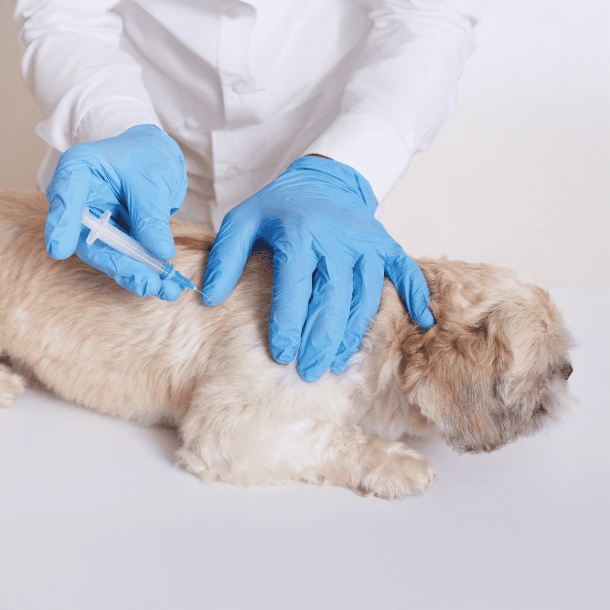 Dog vaccination procedure in progress for puppy health.