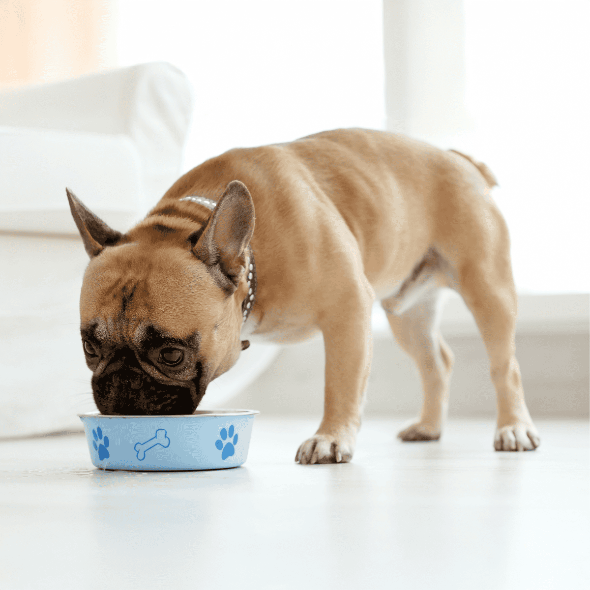 Dog food bowl with paw print design for pets.