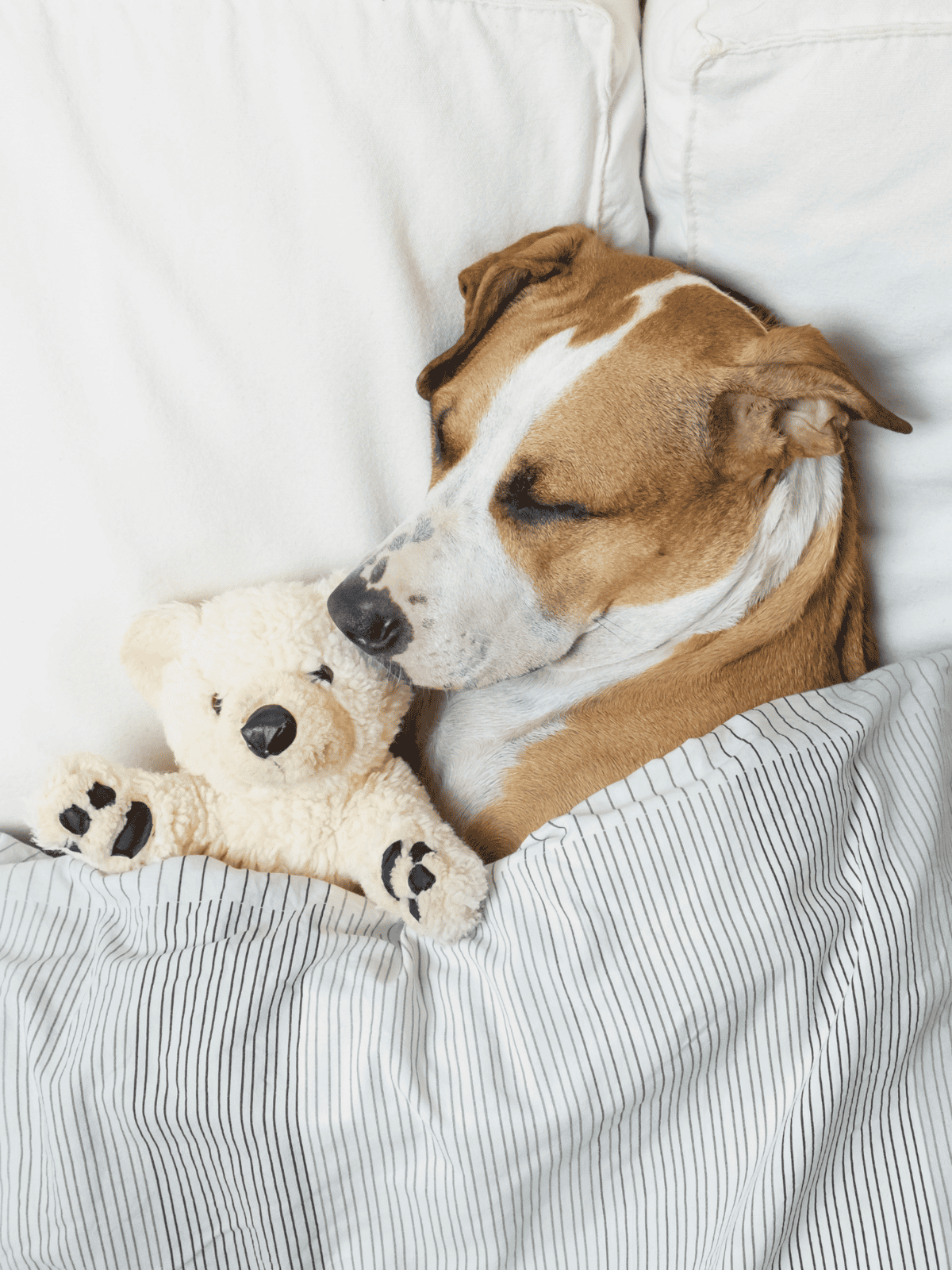 Healthy dog sleeping with plush toy.