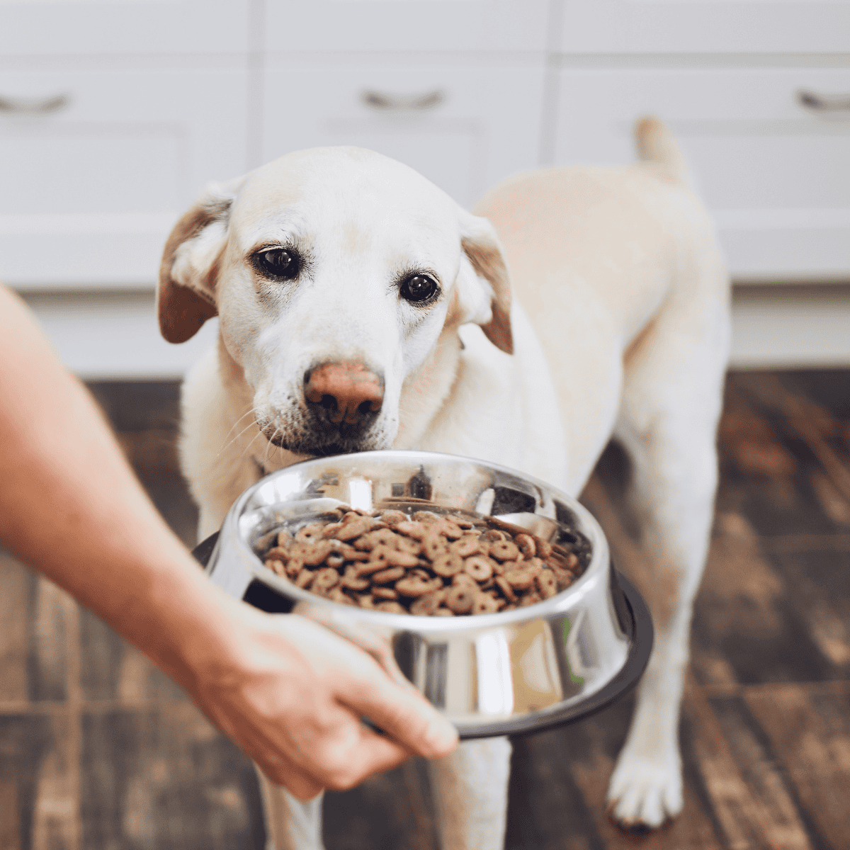 A friendly dog being fed from a stainless steel bowl filled with kibble, indoors.