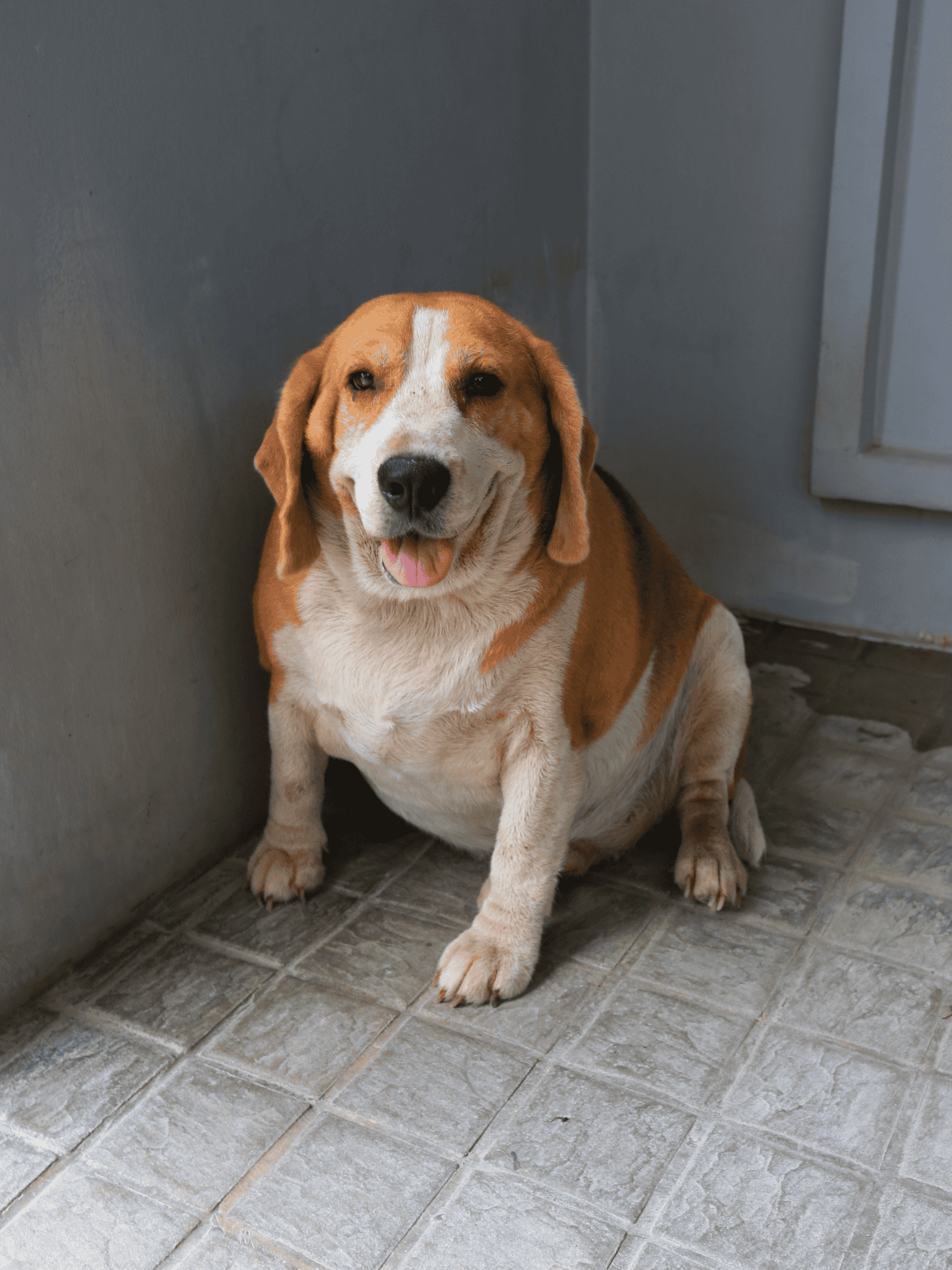 Adorable Beagle with a friendly expression sitting on tile floor.