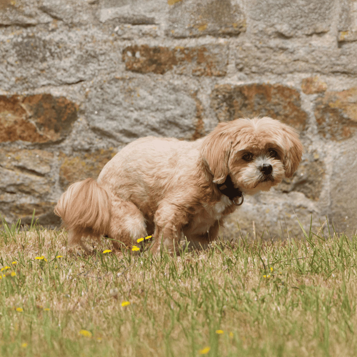 Adorable small dog sitting outdoors near a stone wall, perfect for pet care and dog grooming services.