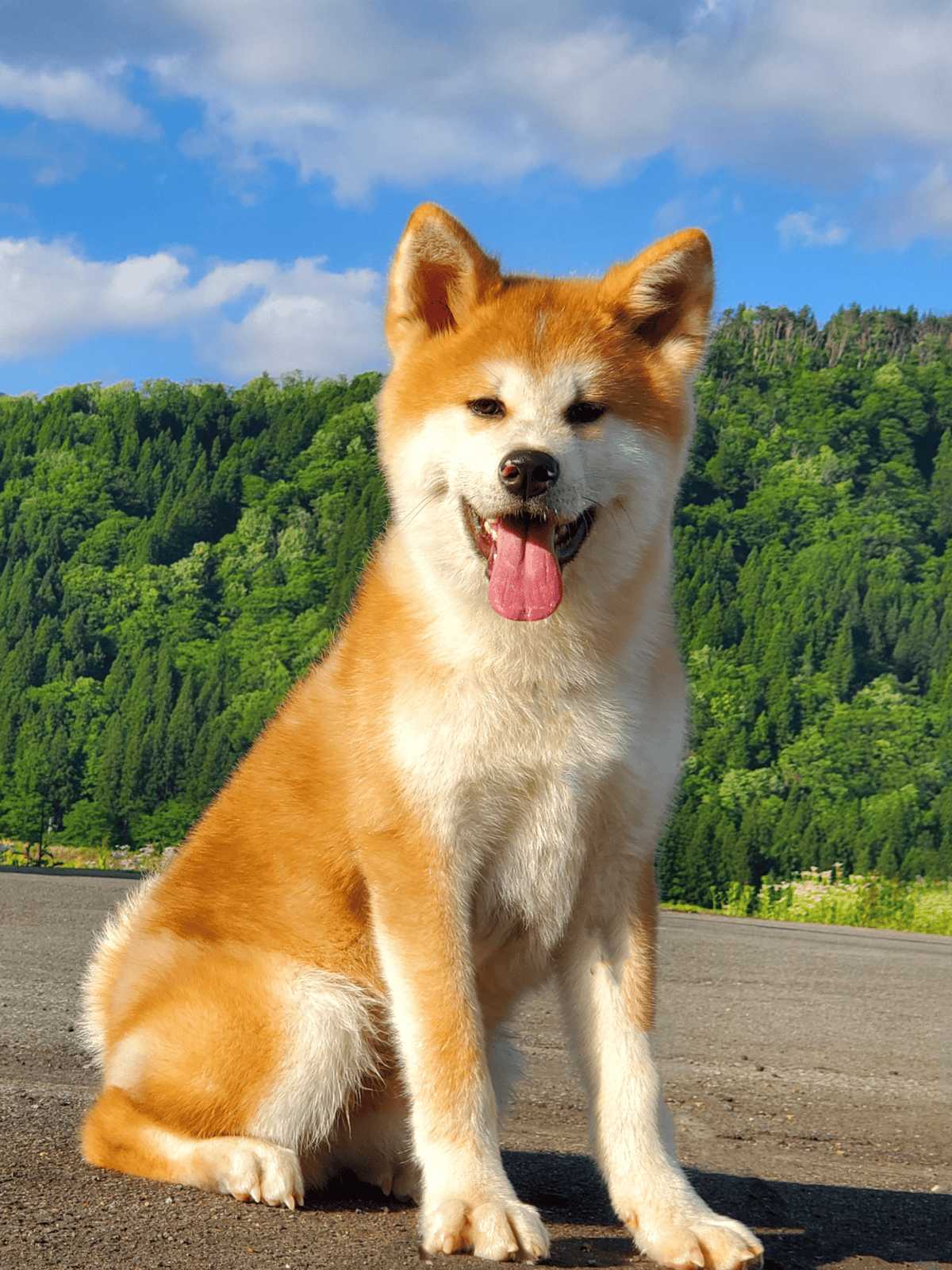 Adorable dog sitting outdoors against a mountain landscape with lush green trees and blue sky.