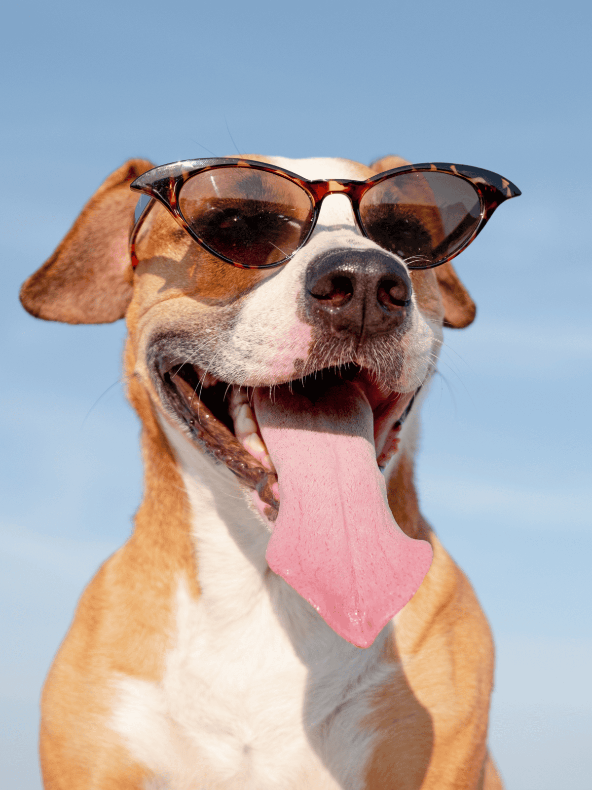 Dog wearing stylish sunglasses, enjoying sunny day outdoors.