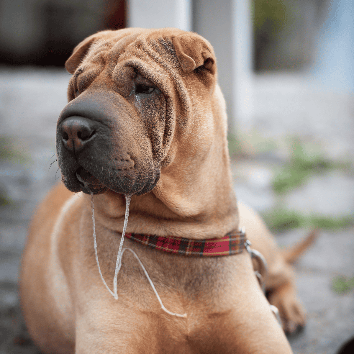 Dog Mastiff breed resting outside.