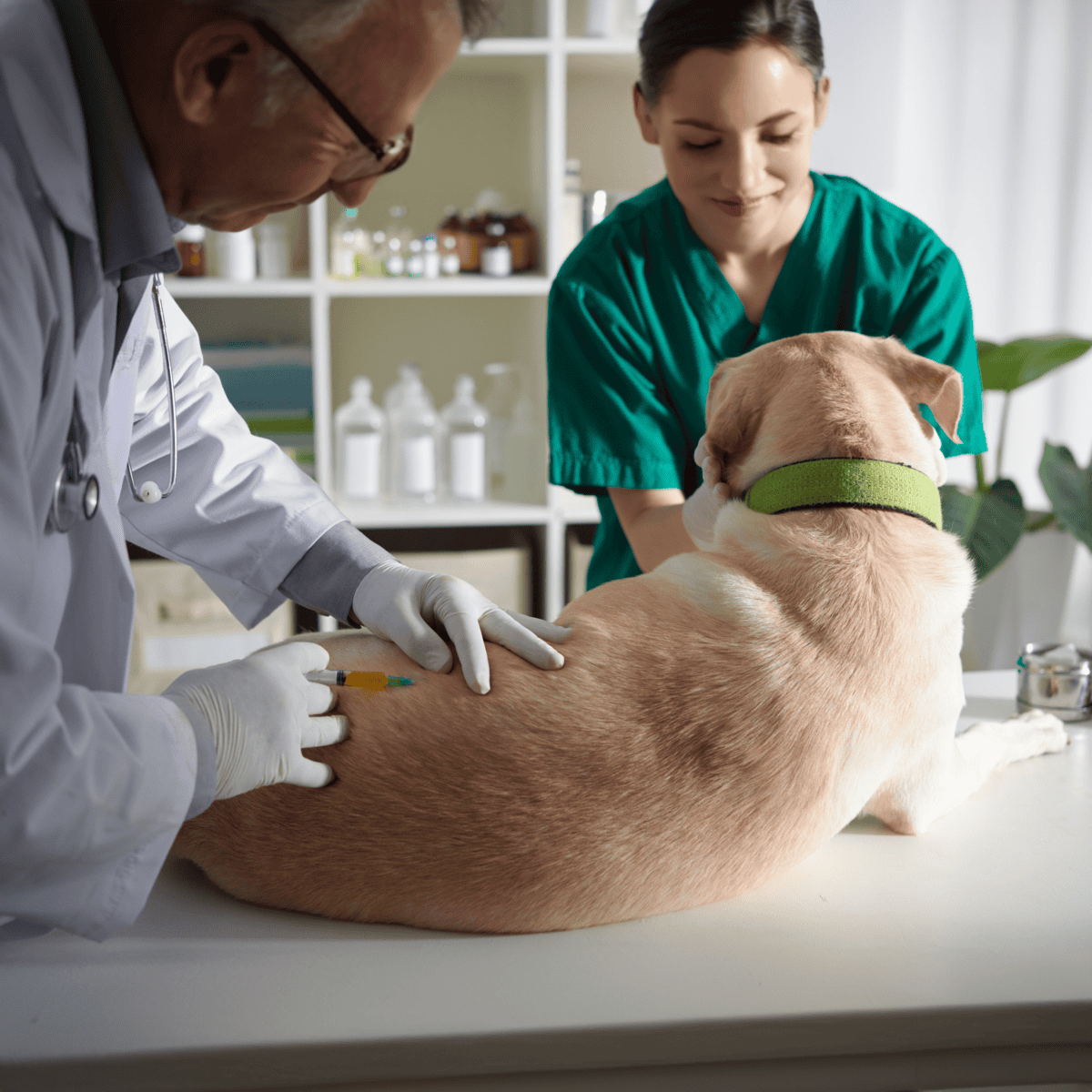 Veterinarian administering vaccine to a dog in a clinic.