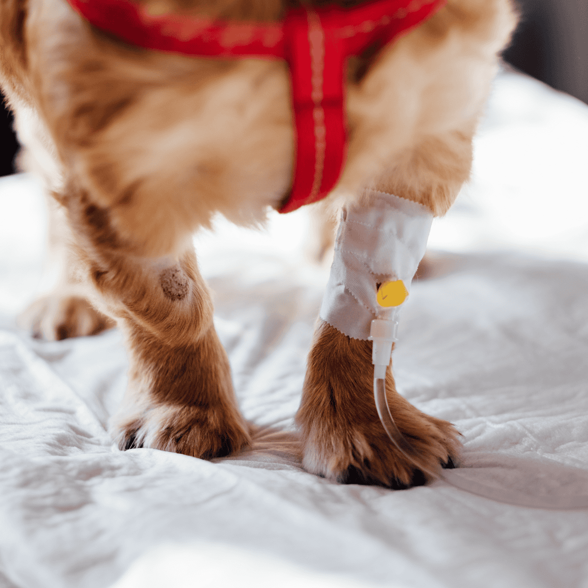 Dog with medical bandage on front leg after injury or surgery.