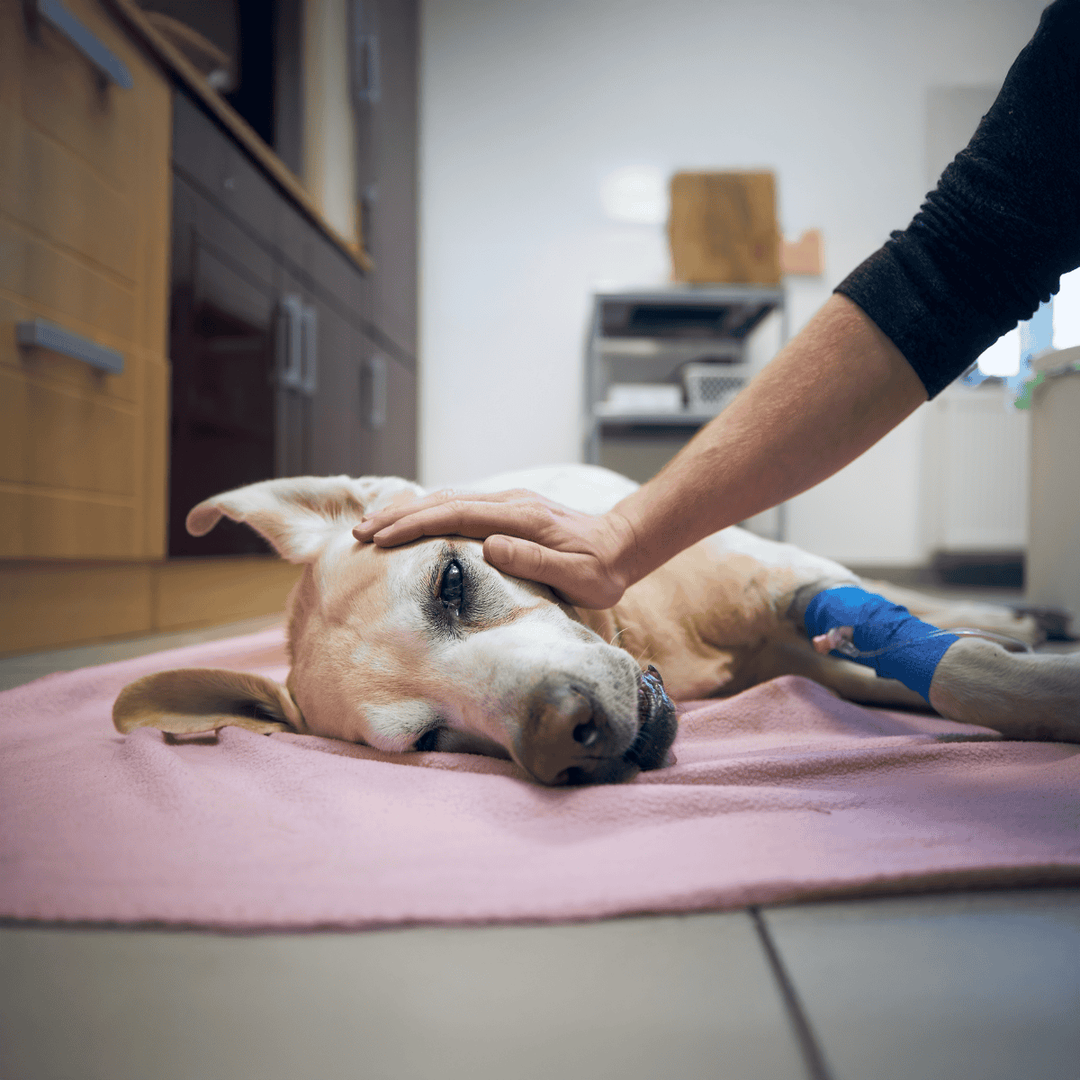 Dog receiving veterinary care and treatment.