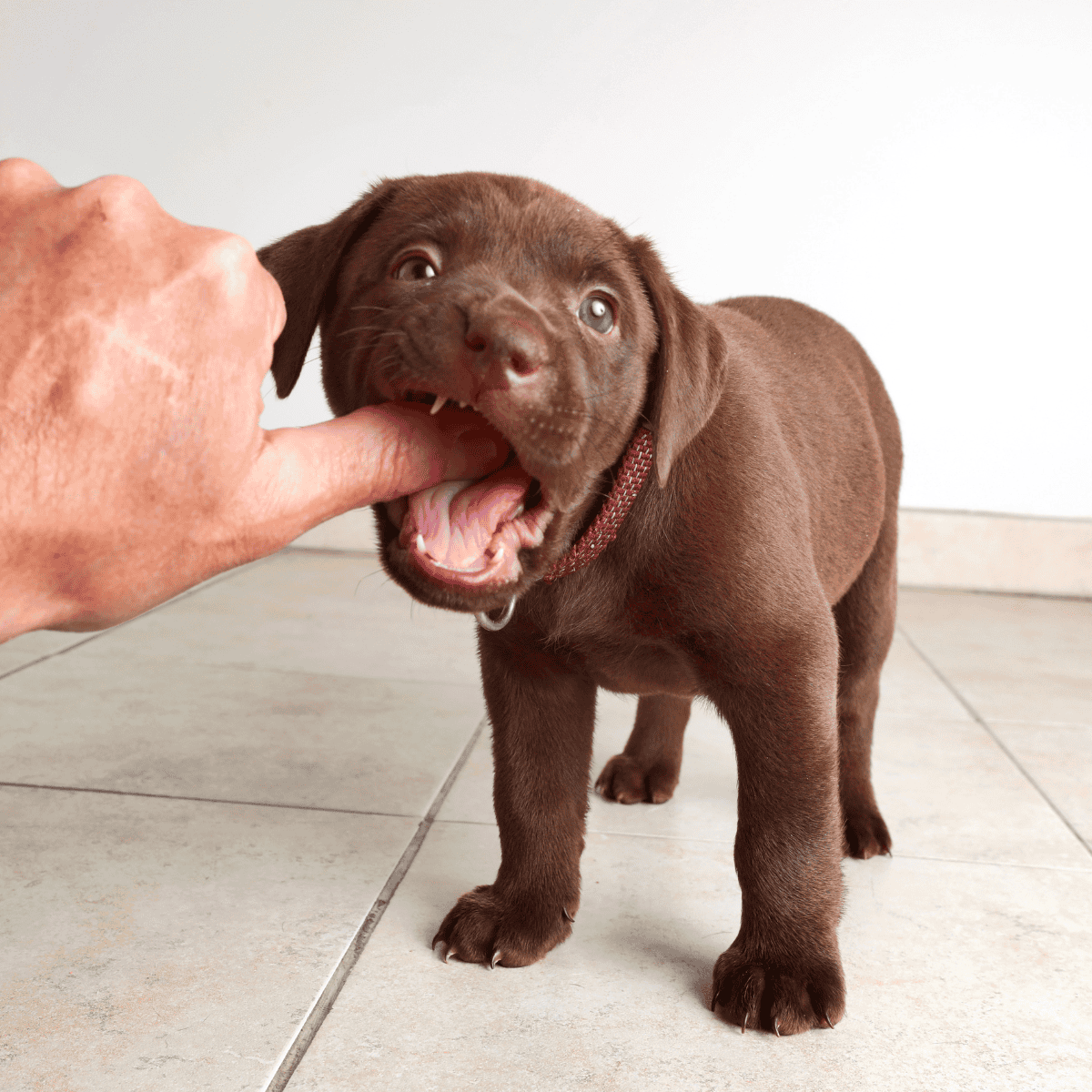 Adorable brown puppy playfully biting a person's finger, showcasing training or interaction.