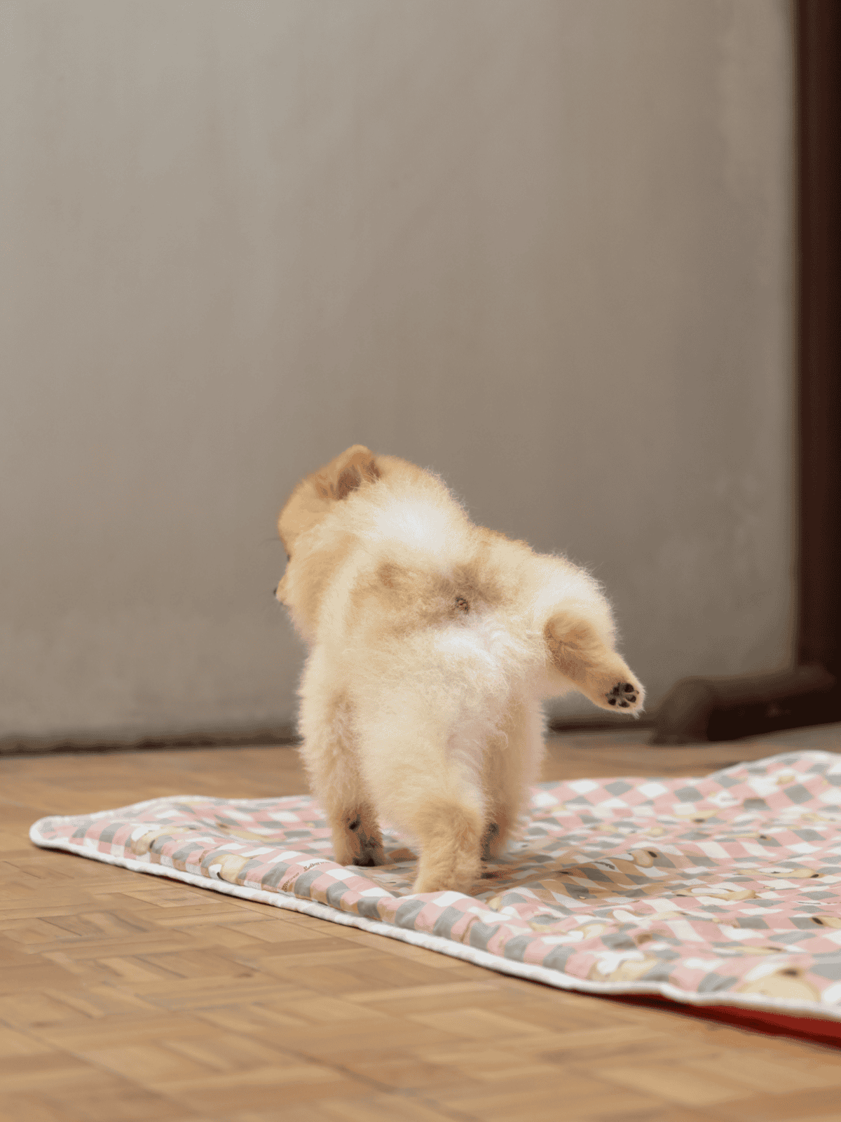 Adorable puppy jumping and playing on a colorful blanket indoors for dog training.