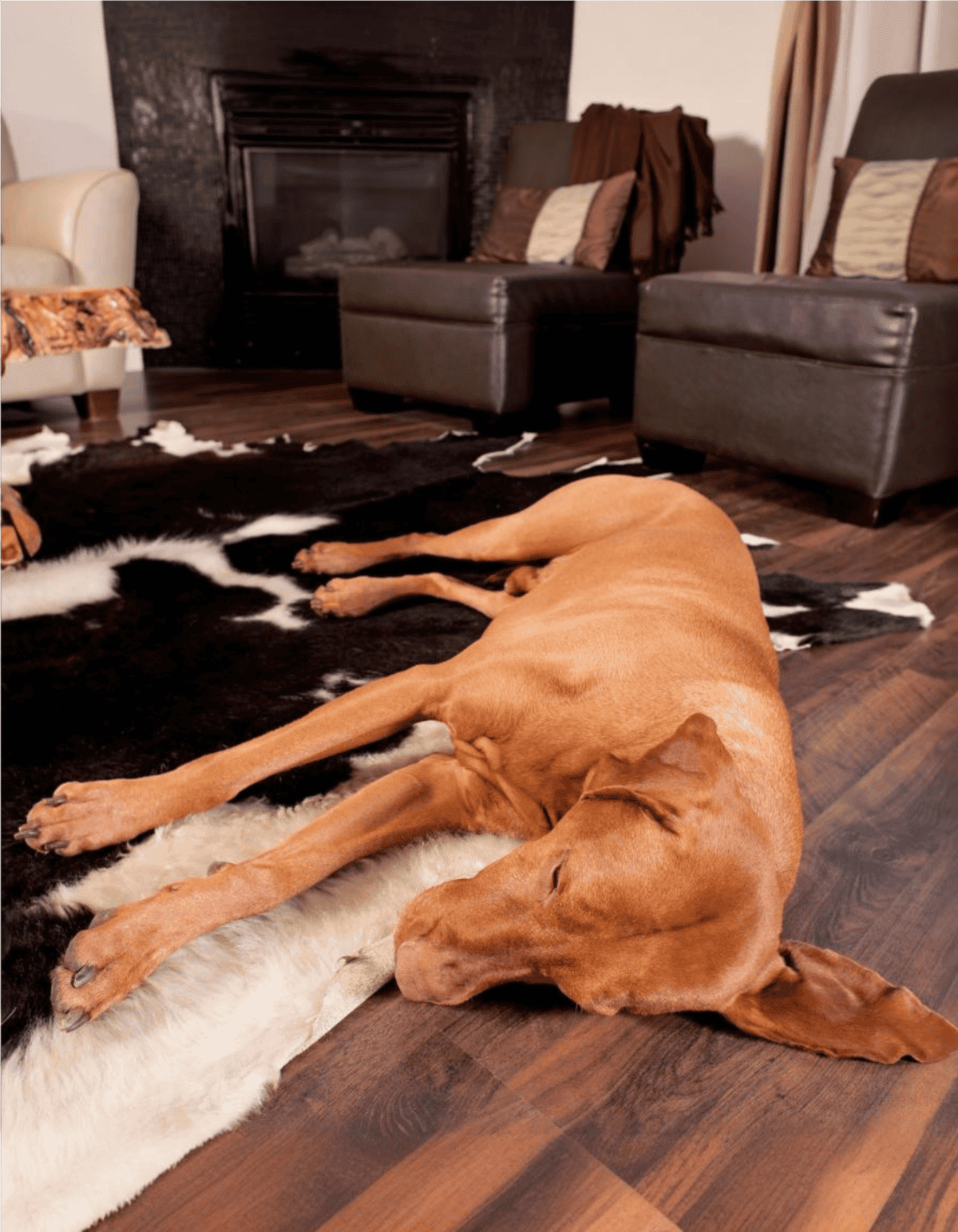 Dog relaxing indoors on a plush black and white cowhide rug.